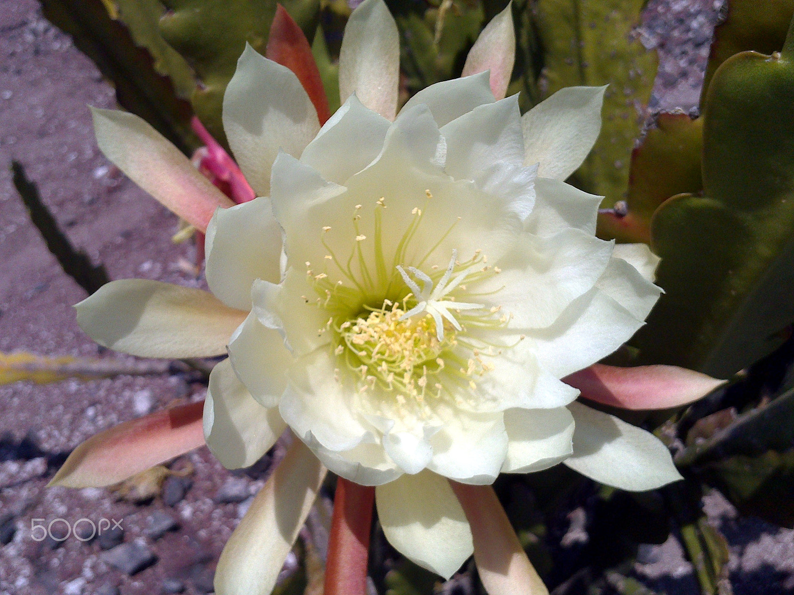 Sony Ericsson Xperia Go sample photo. Belleza entre las espinas photography