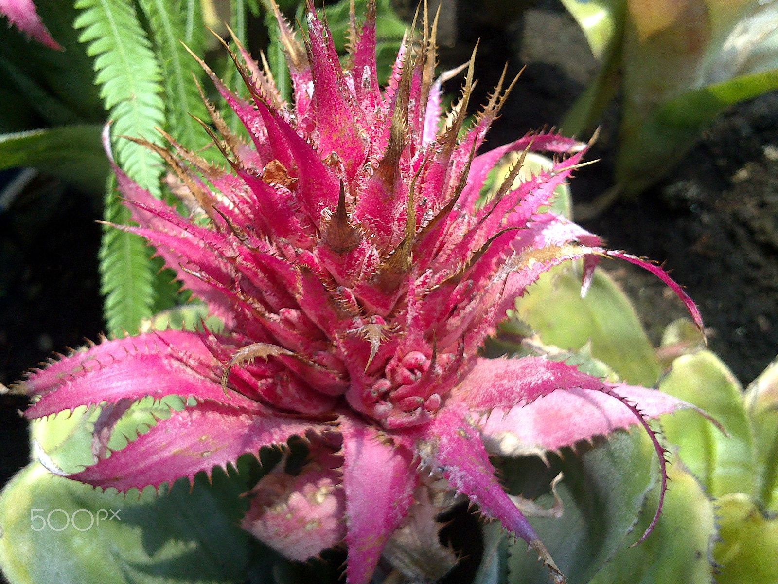 Sony Ericsson Xperia Go sample photo. Pretending to be a flower photography