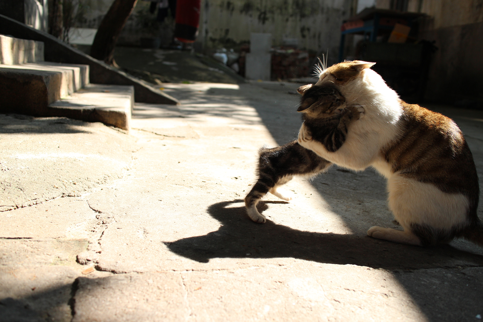 Canon EOS M2 + Canon EF-M 22mm F2 STM sample photo. Img photography