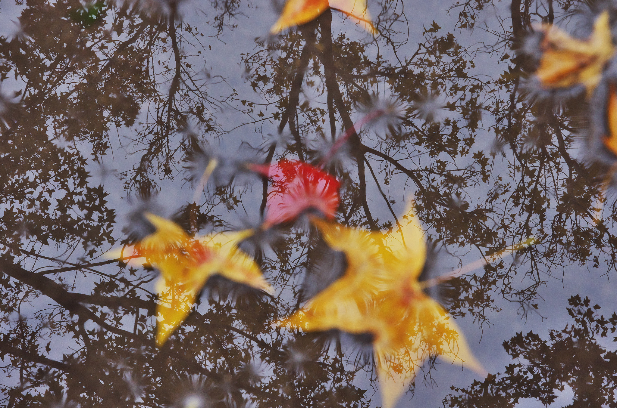 Pentax K-5 II sample photo. Shadow of maple trees photography