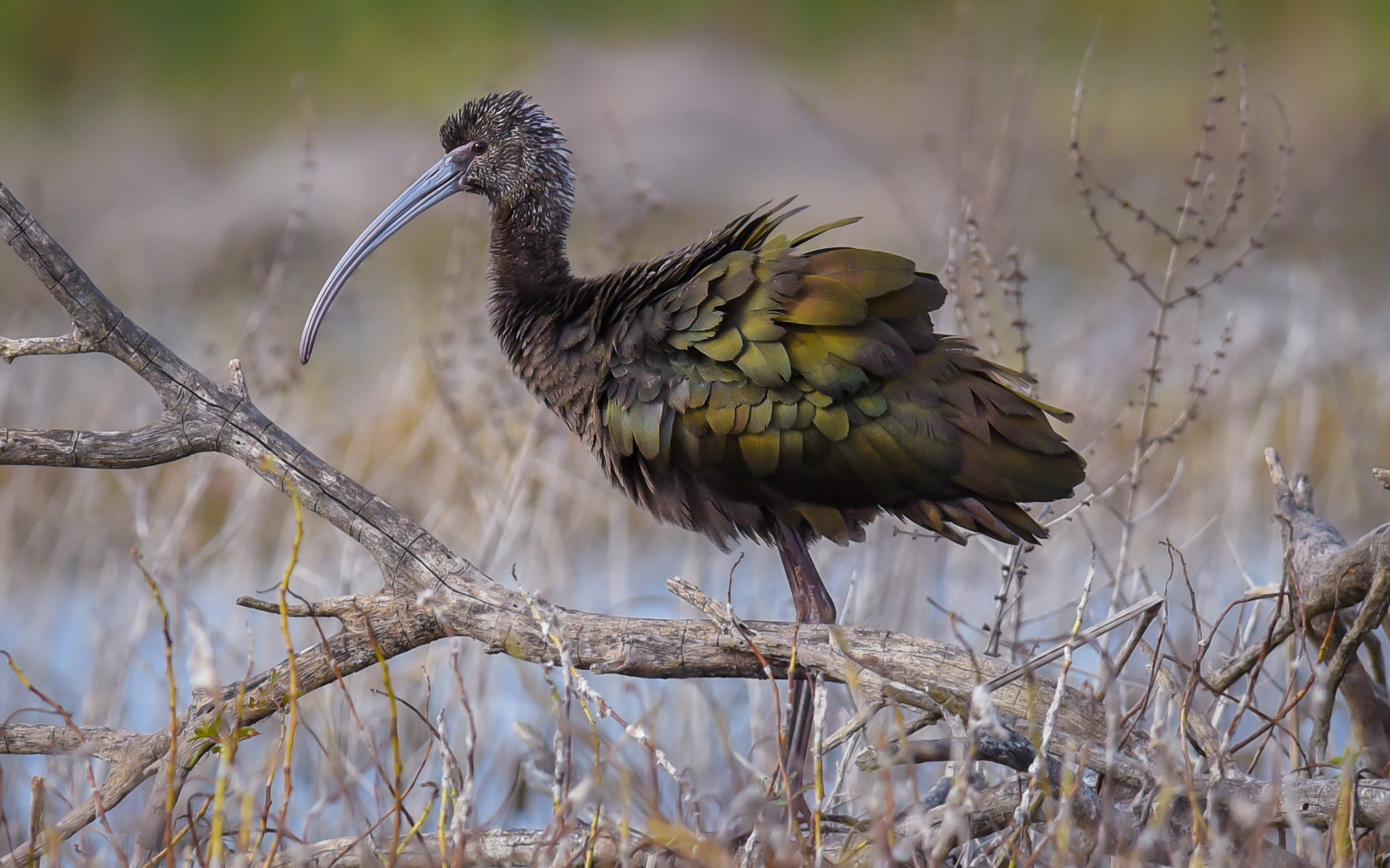 Nikon AF-S Nikkor 300mm F2.8G ED-IF VR sample photo. White-faced ibis photography