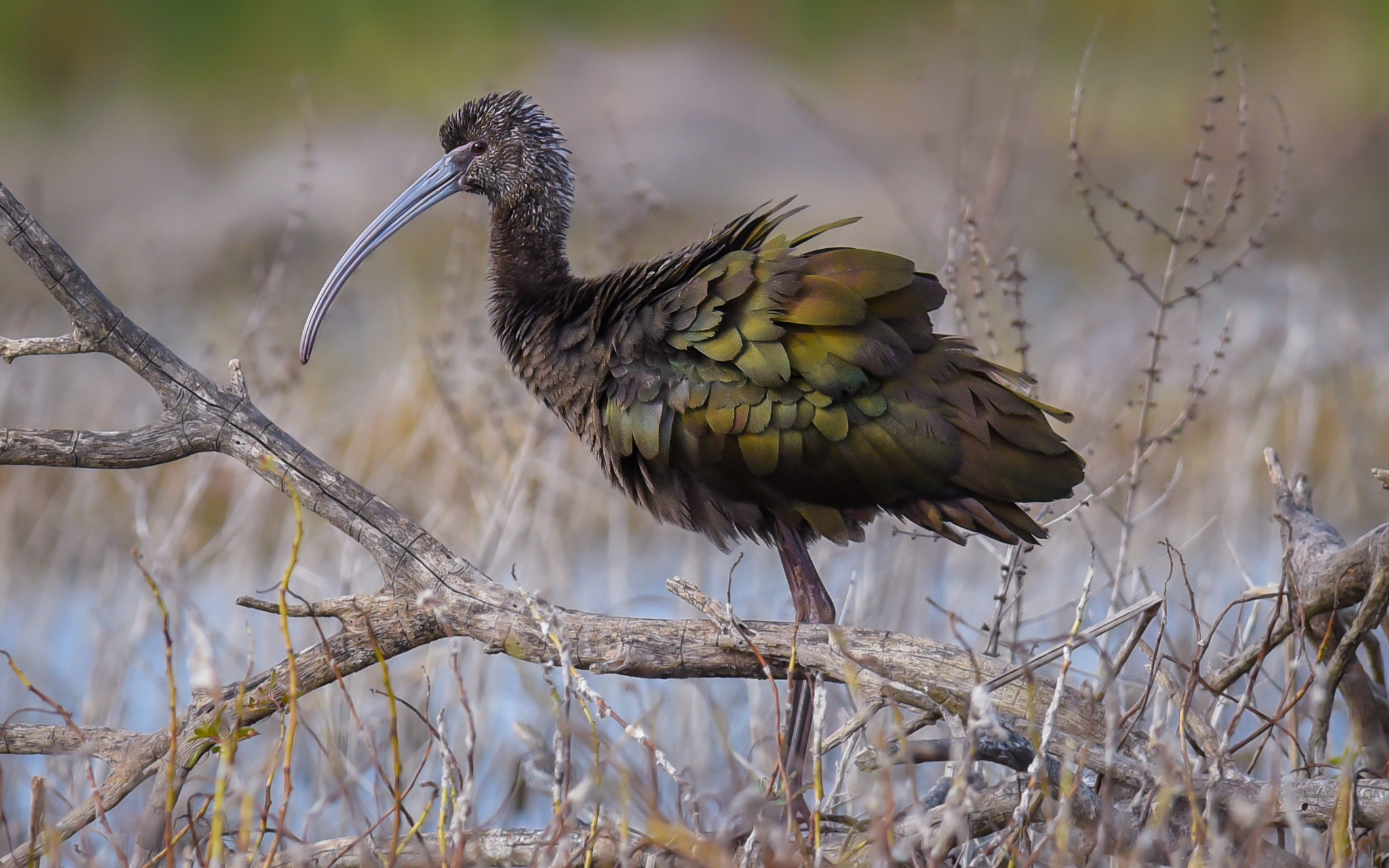 Nikon D750 + Nikon AF-S Nikkor 300mm F2.8G ED-IF VR sample photo. White-faced ibis photography