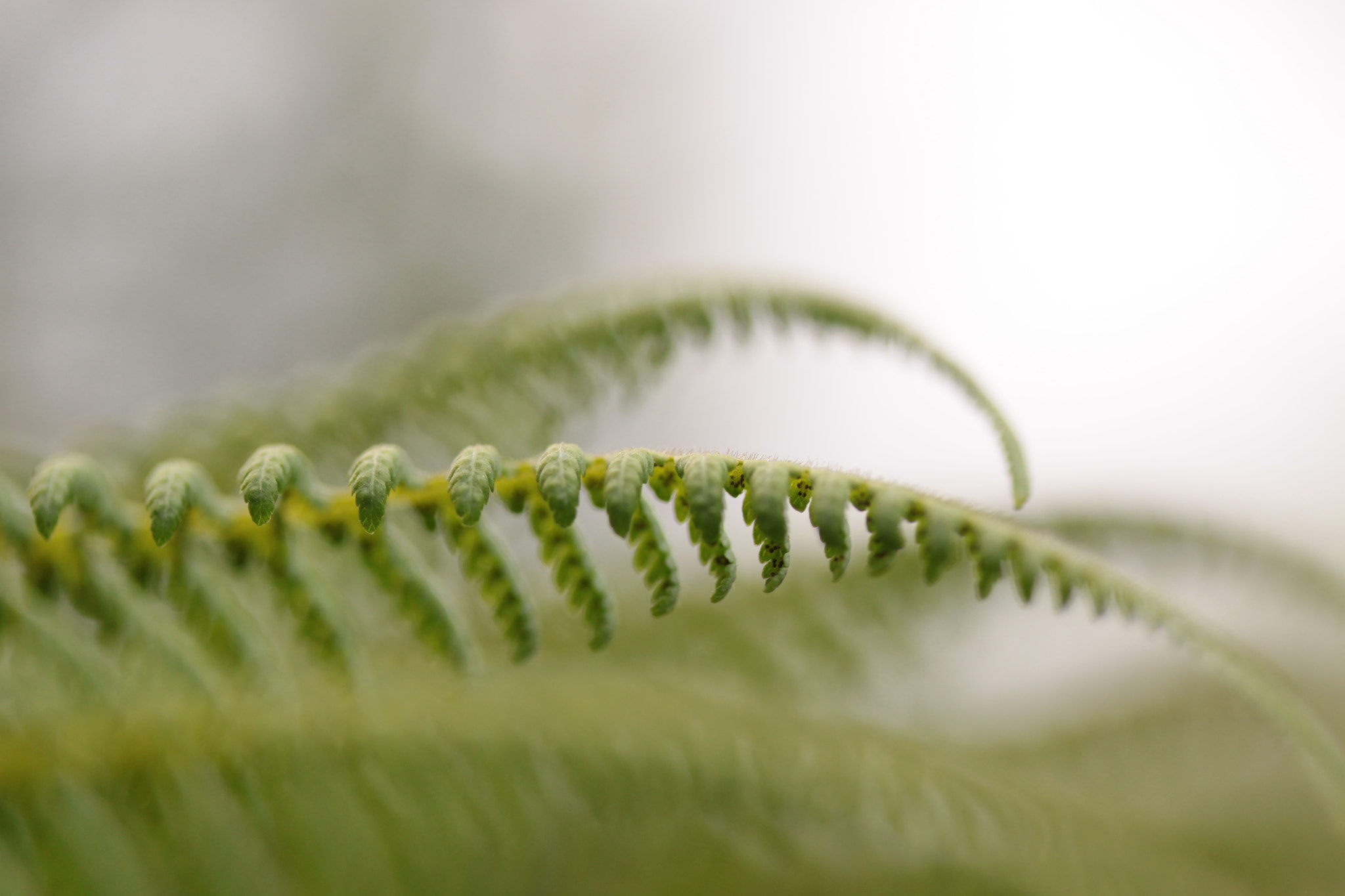 Canon EF-S 60mm F2.8 Macro USM sample photo. Niebla en el bosque photography