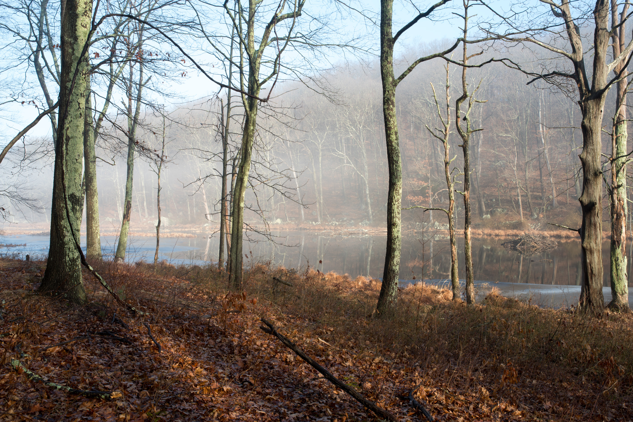 Pentax K-1 sample photo. Trees on the lakeshore photography