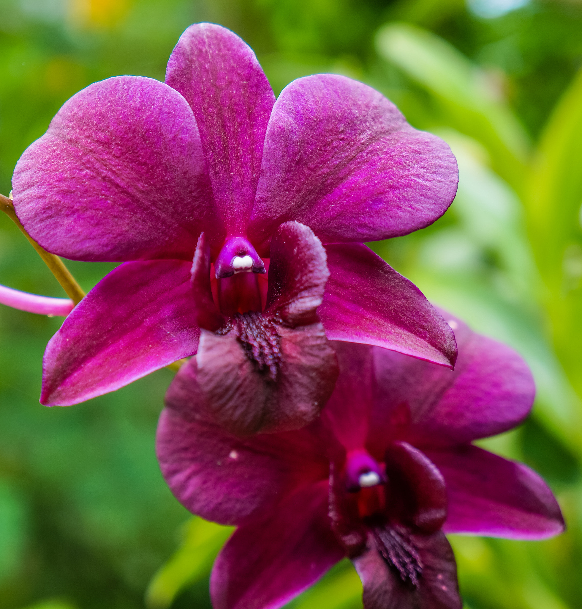 Sony Alpha NEX-5R + Sony E 18-55mm F3.5-5.6 OSS sample photo. Orchids photography
