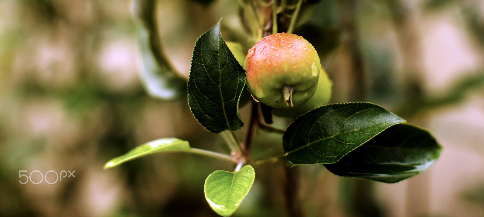 Canon EOS 5DS sample photo. Apple in rain photography