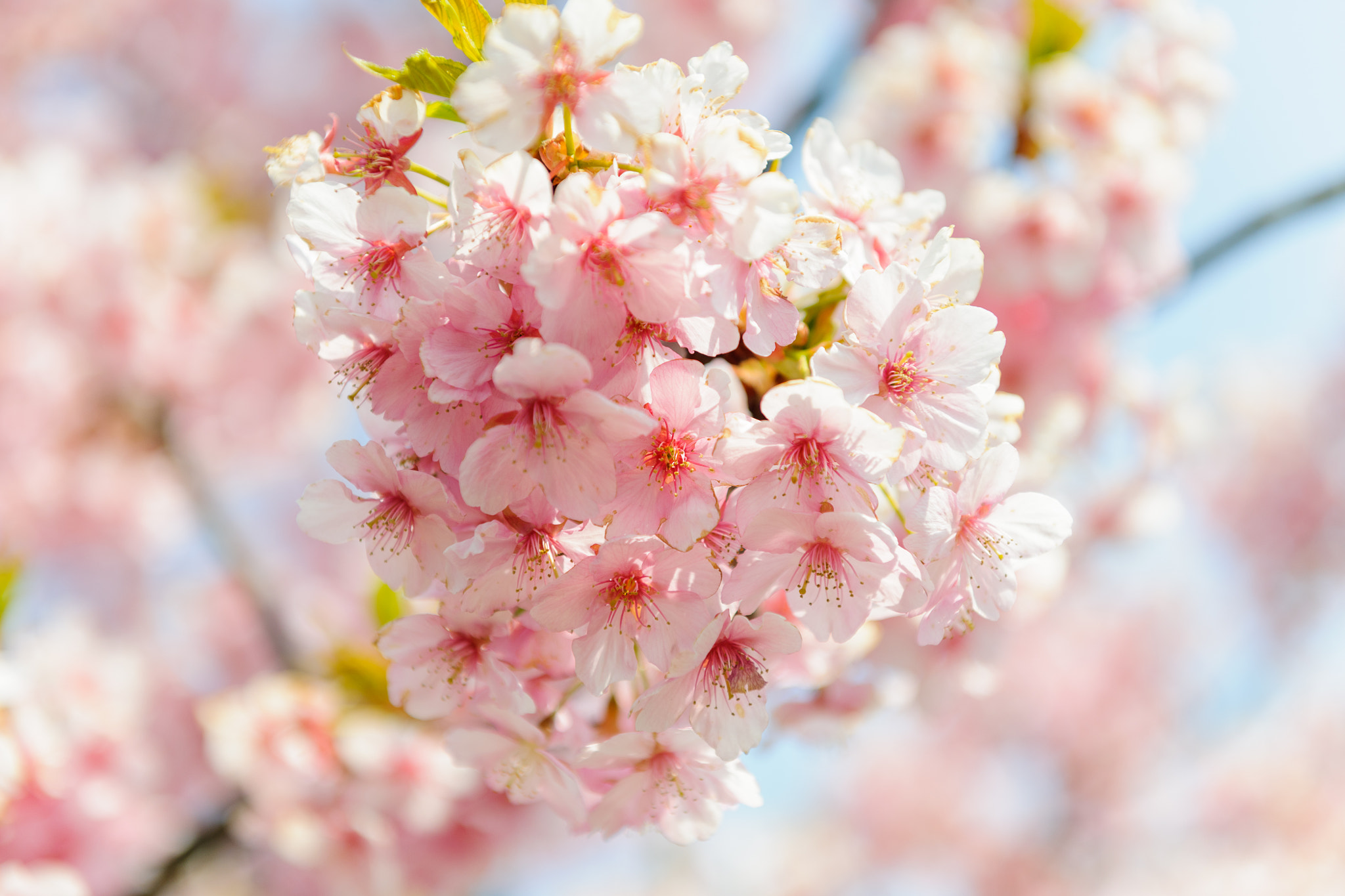 Nikon D3X sample photo