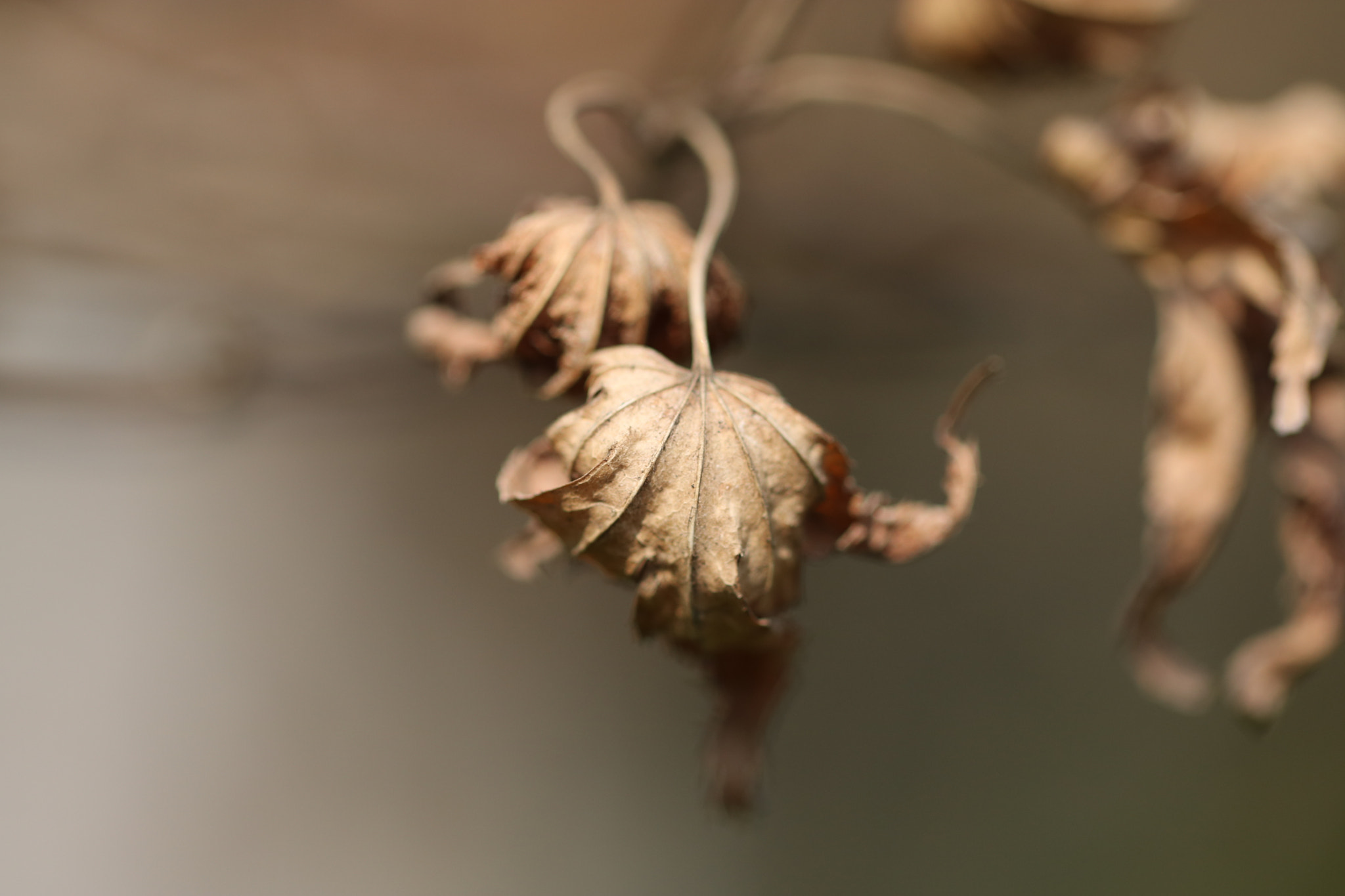 Canon EF 100mm F2.8L Macro IS USM sample photo