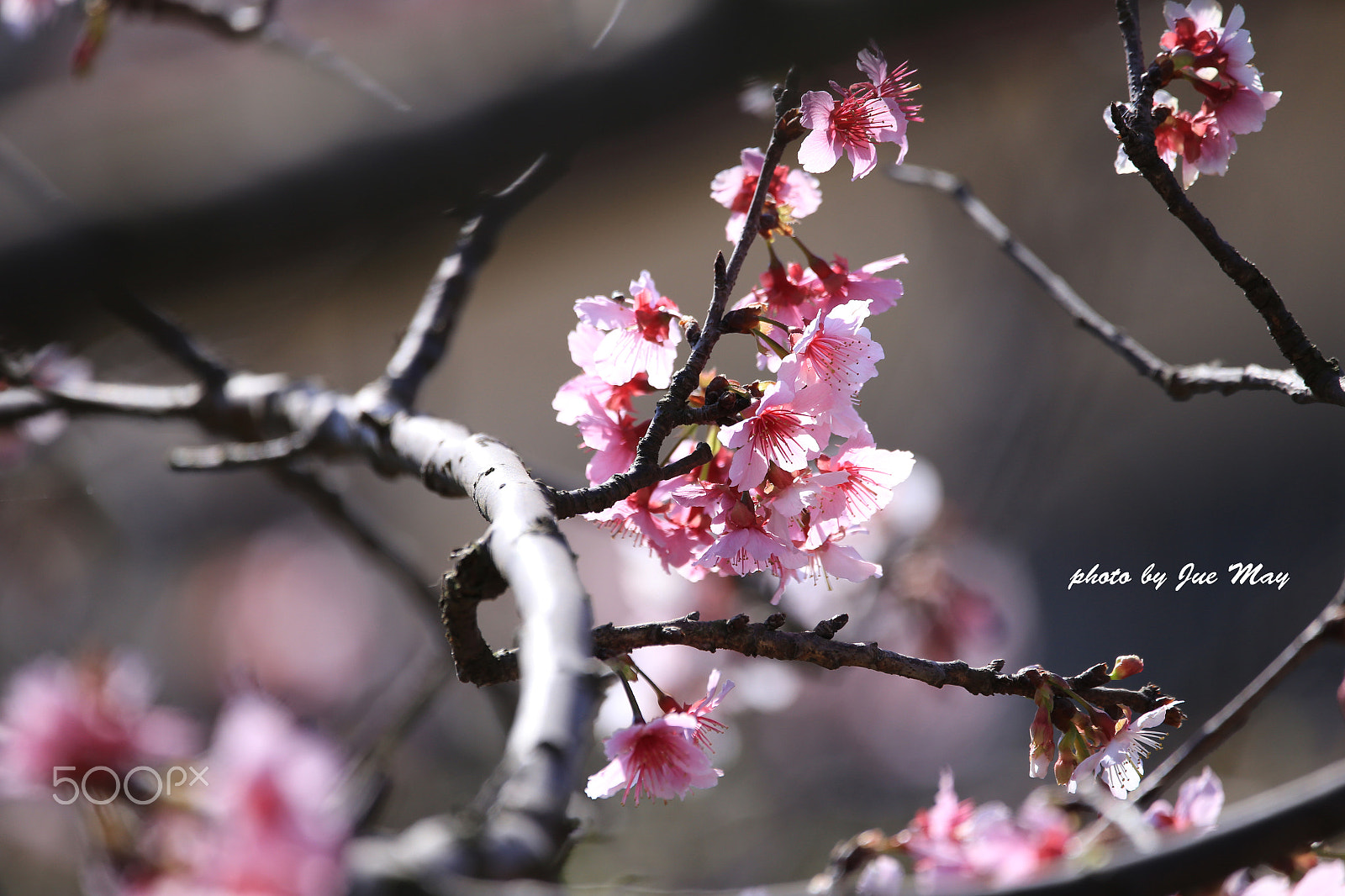 150-600mm F5-6.3 DG OS HSM | Contemporary 015 sample photo. 芬園櫻花林 photography
