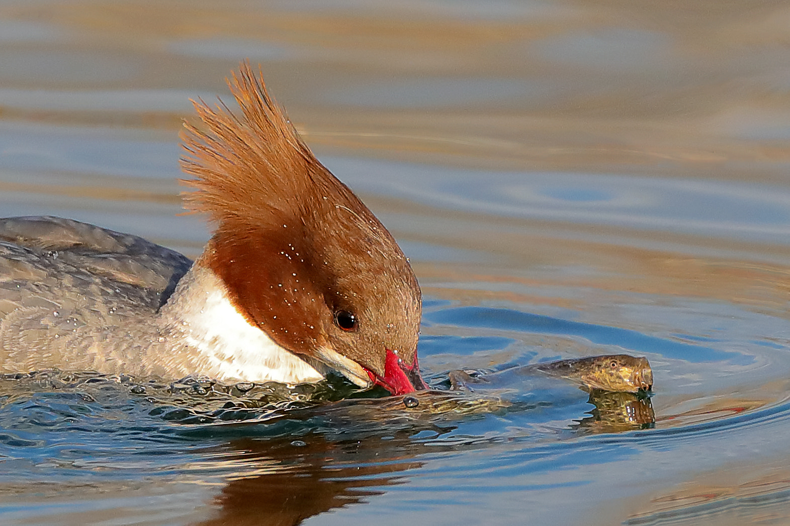 Canon EOS-1D X Mark II + Canon EF 800mm F5.6L IS USM sample photo