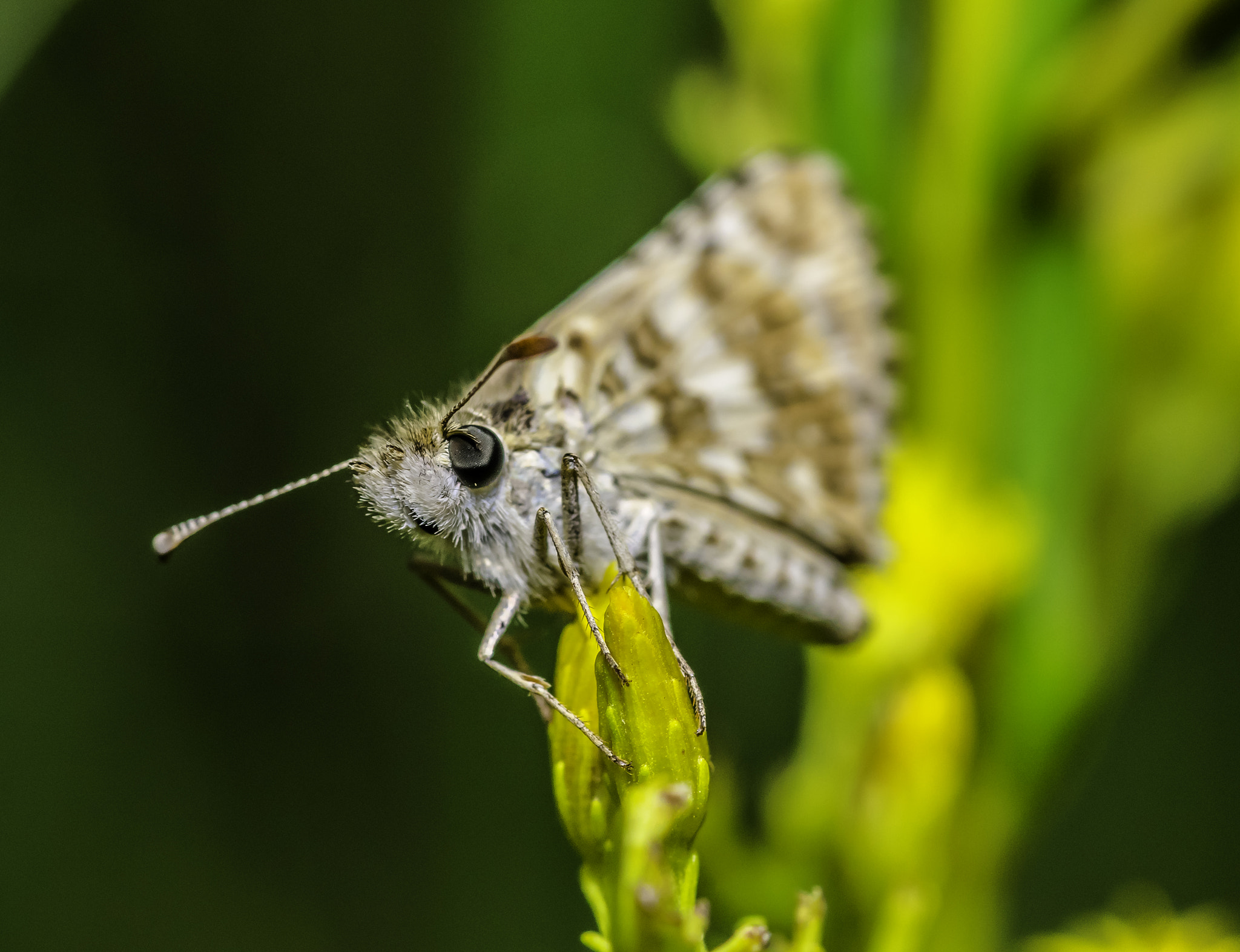 Nikon D5300 + Tokina AT-X Pro 100mm F2.8 Macro sample photo. Ajedrezada menor (pyrgus orcynoides) photography