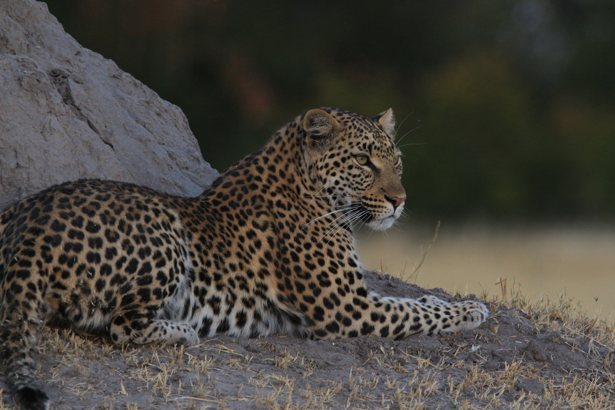 Sigma 150-600mm F5-6.3 DG OS HSM | C sample photo