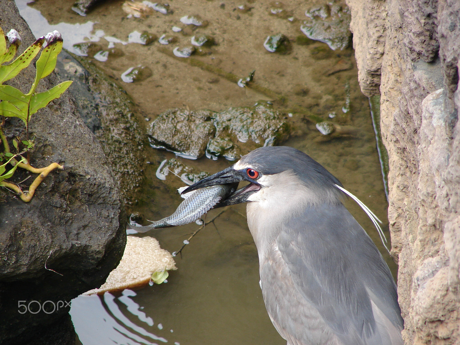 Sony DSC-H1 sample photo. Bird eating a fish photography