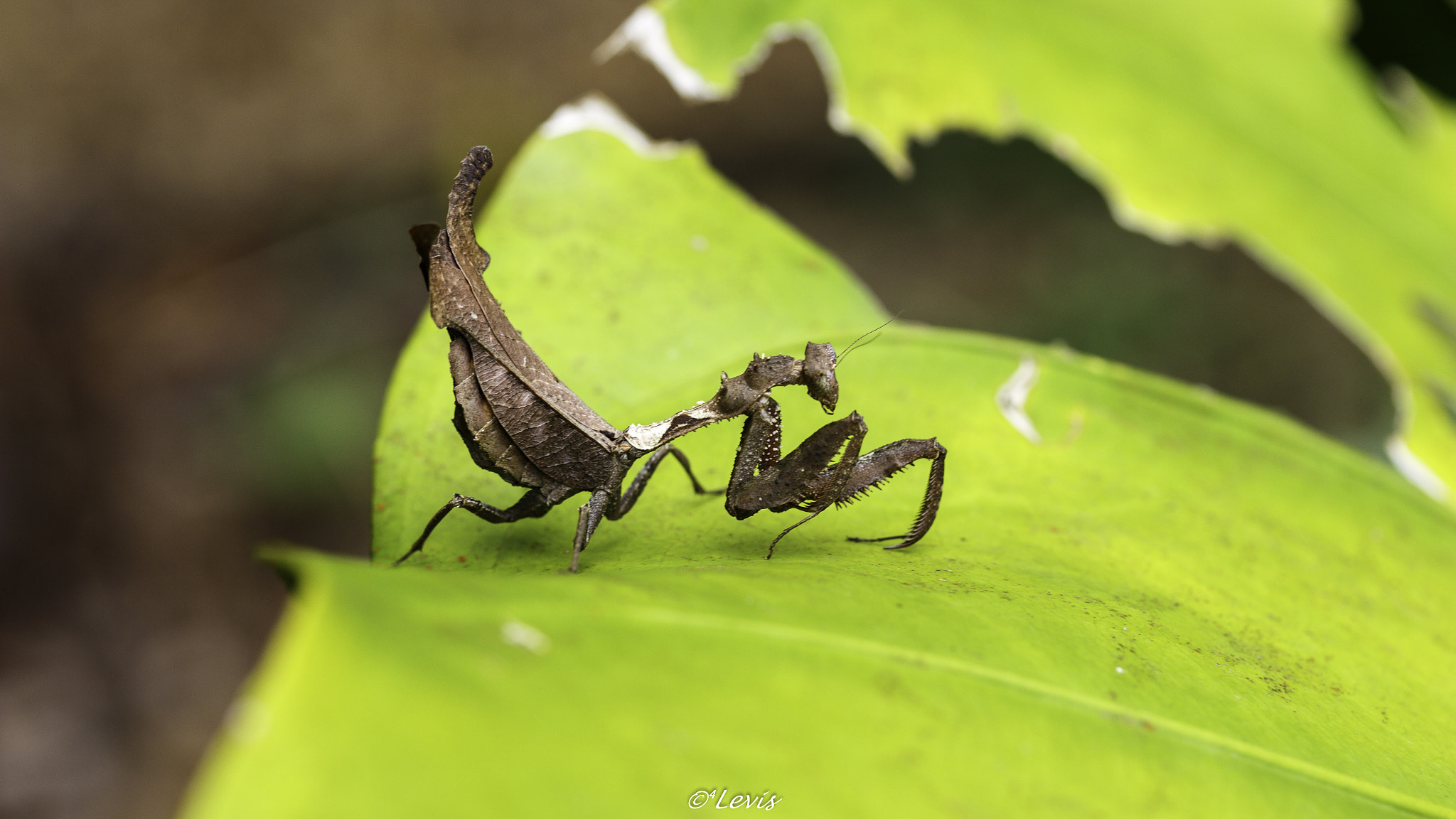 Canon EF-S 60mm F2.8 Macro USM sample photo. Louva-deus-folha-seca photography