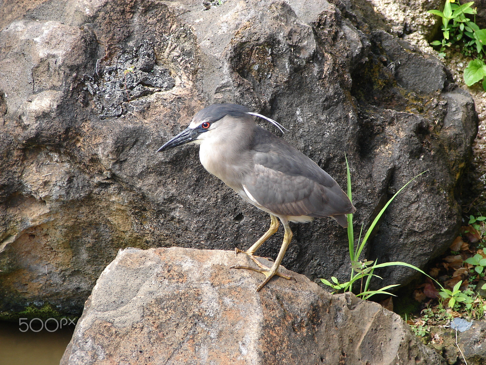 Sony DSC-H1 sample photo. Bird on a rock photography