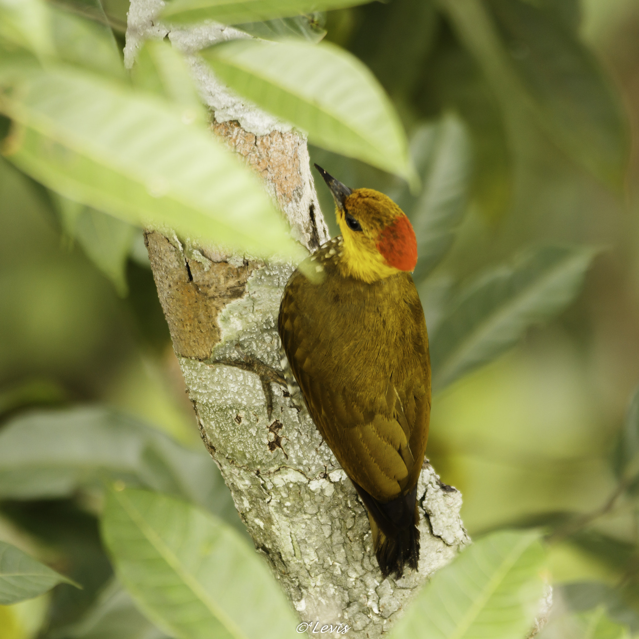 Sigma 150-500mm F5-6.3 DG OS HSM sample photo. Bufador photography