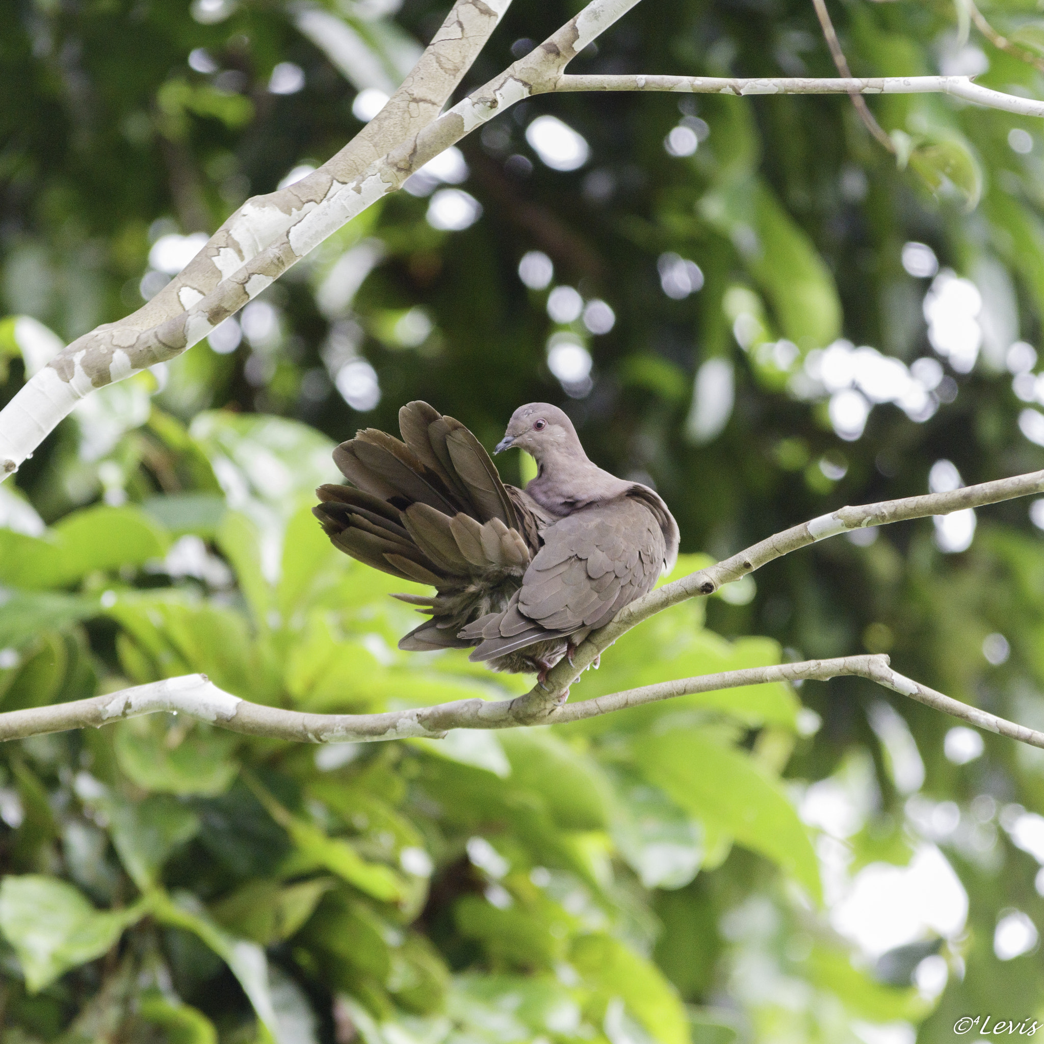 Sigma 150-500mm F5-6.3 DG OS HSM sample photo. Botafogo photography