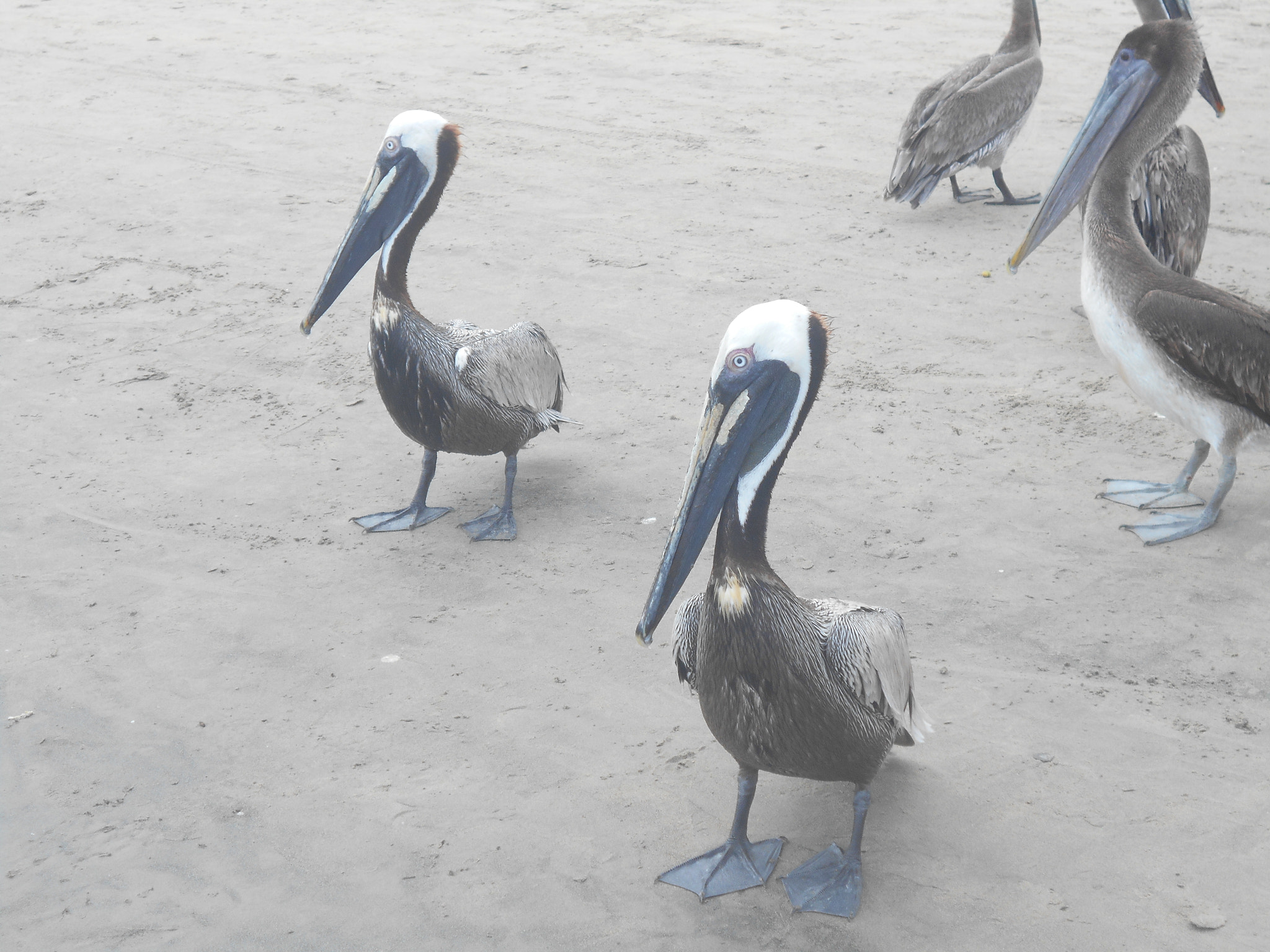 Nikon COOLPIX S2800 sample photo. Pelicans photography