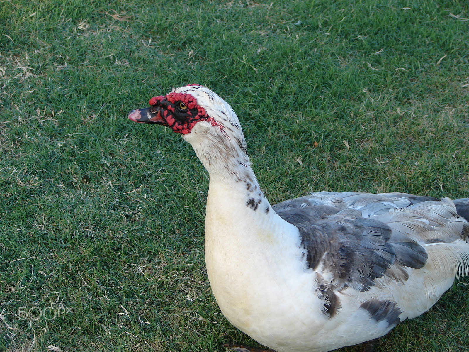 Sony DSC-H1 sample photo. Duck photography