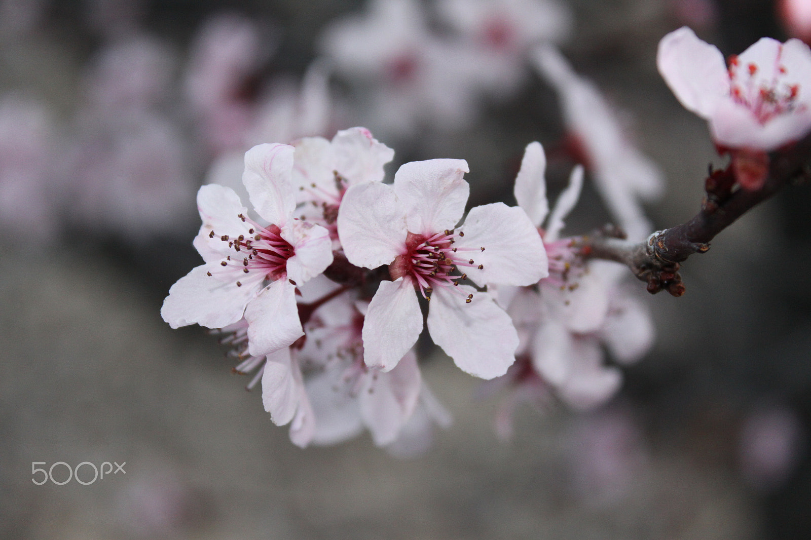 Canon EOS 50D + Canon EF-S 18-55mm F3.5-5.6 IS sample photo. Cherry blossoms on my daily walk photography