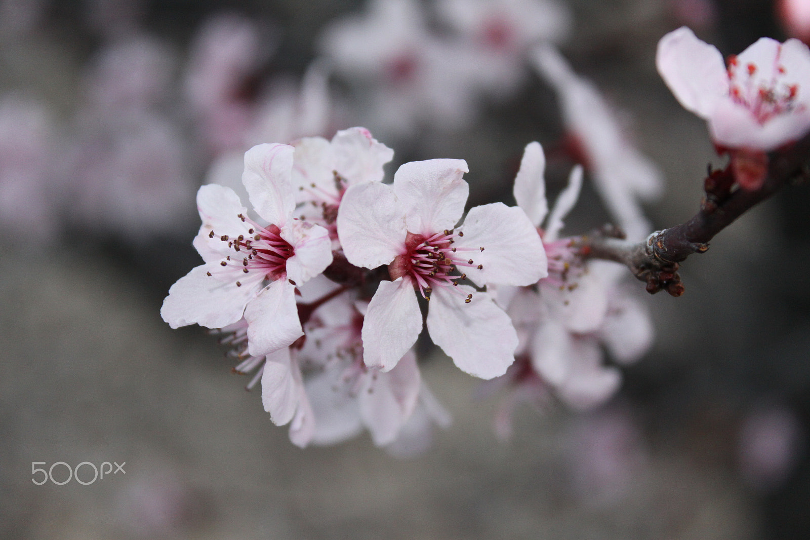 Canon EF-S 18-55mm F3.5-5.6 IS sample photo. Cherry blossoms on my daily walk photography