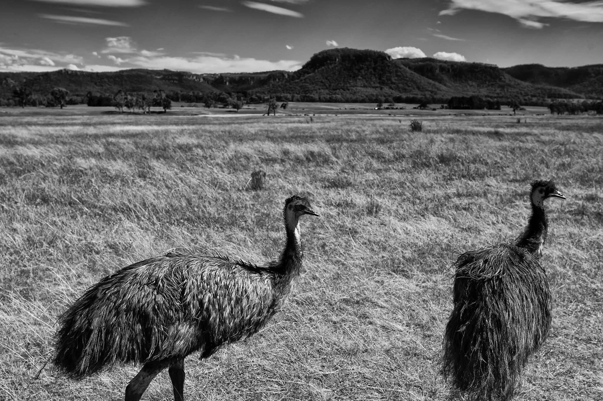 Nikon D700 + Sigma 35mm F1.4 DG HSM Art sample photo. Emus in outback australia photography