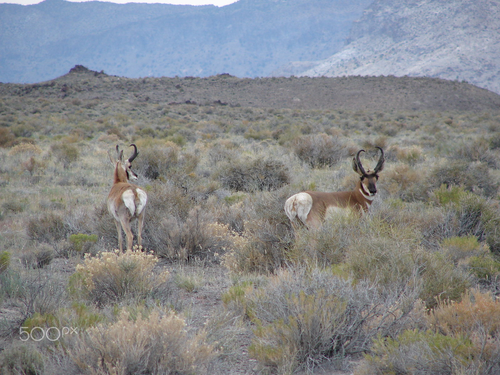 Sony DSC-H1 sample photo. Two antelope photography