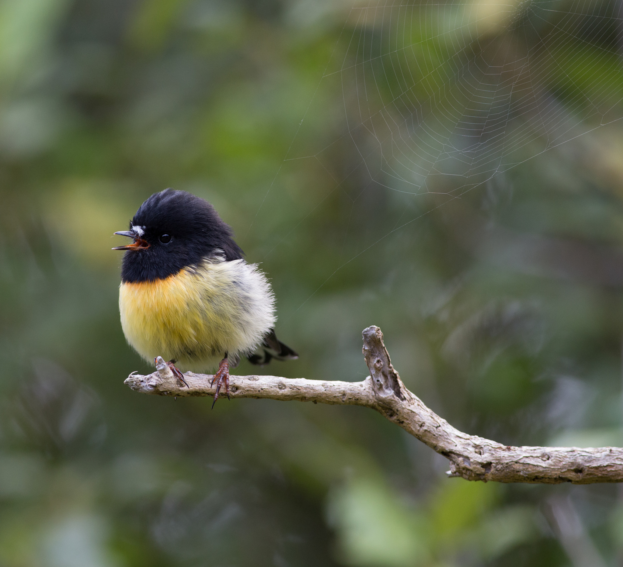 Canon EOS 6D + Canon EF 400mm F5.6L USM sample photo. Singing tomtit with spiderweb photography