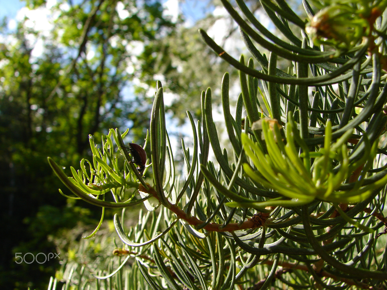 Sony DSC-H1 sample photo. Bug on a fir photography