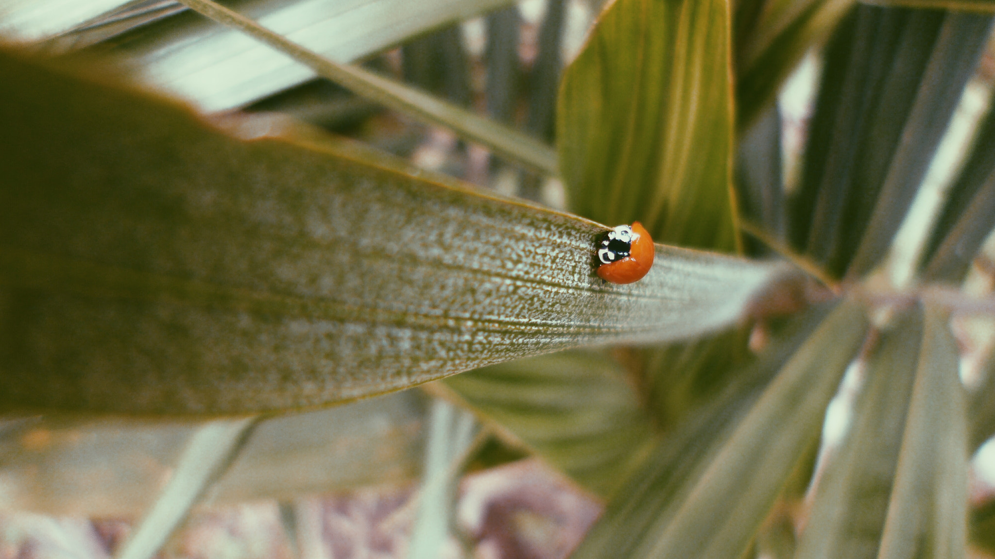 Panasonic DMC-FX80 sample photo. Ladybug photography