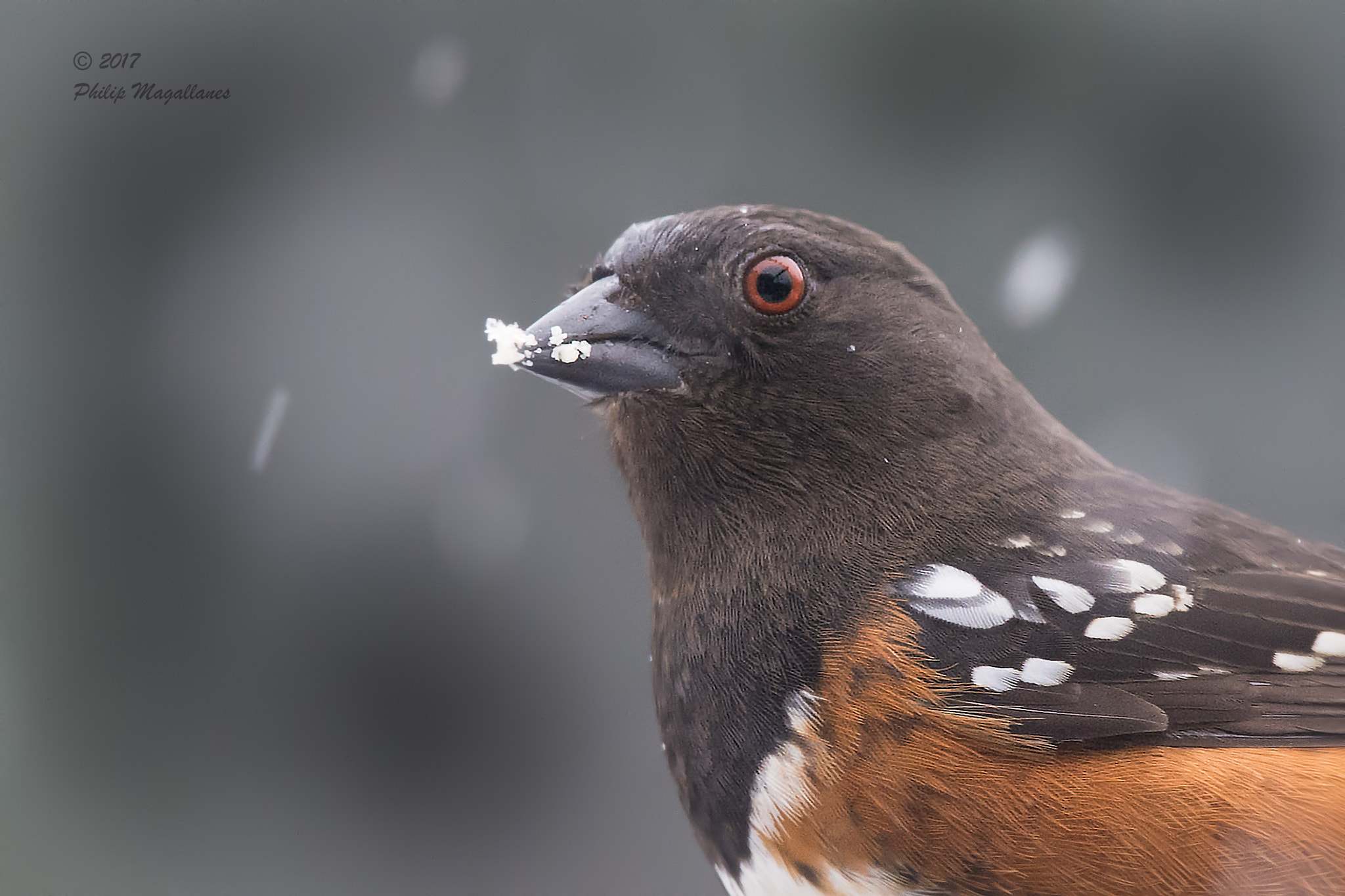 Nikon D7200 + Nikon Nikkor AF-S 300mm F4E PF ED VR sample photo. Spotted towhee in snow photography