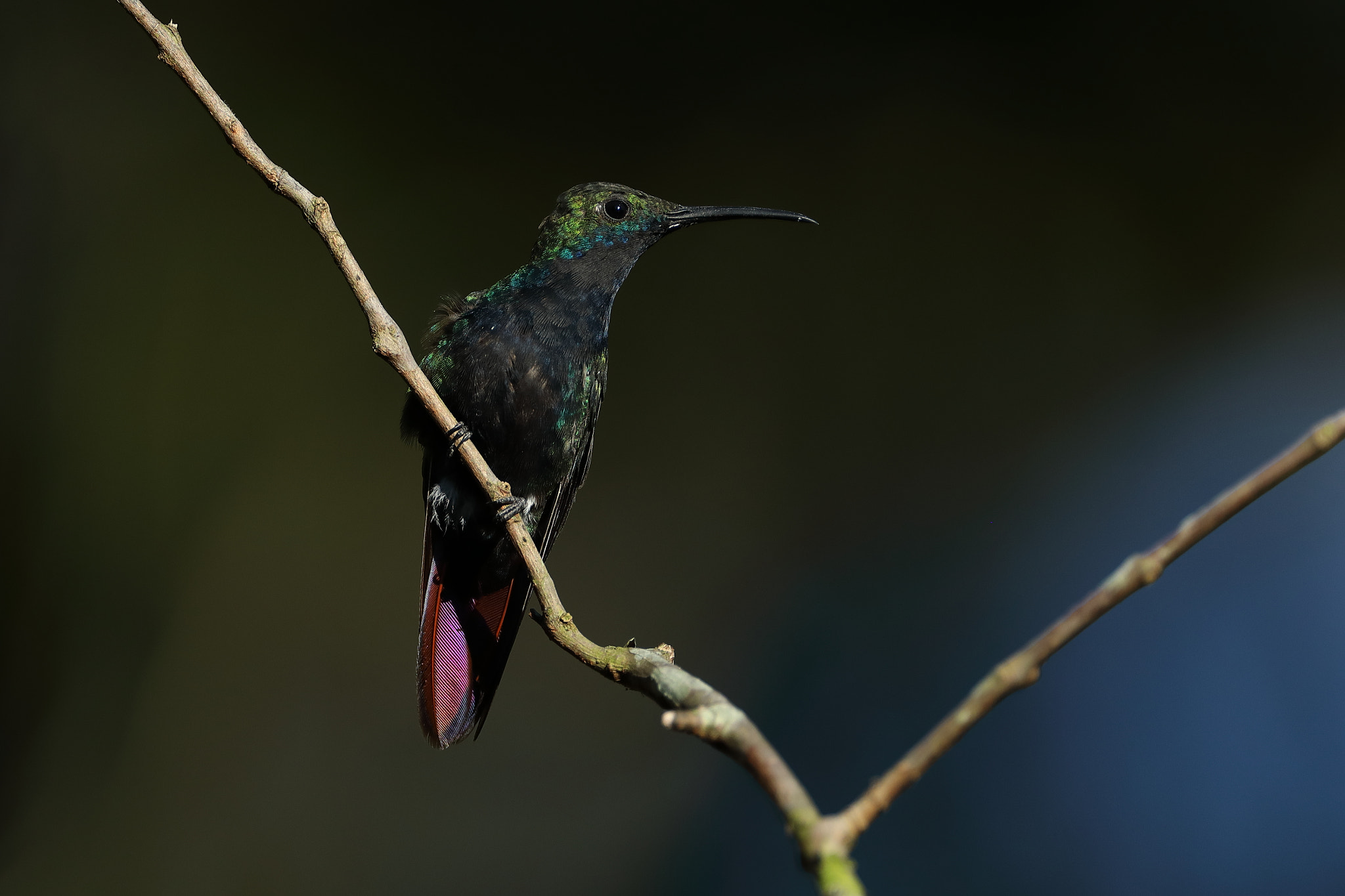 Canon EF 500mm F4L IS USM sample photo. Black-throated mango - anthracothorax nigricollis photography