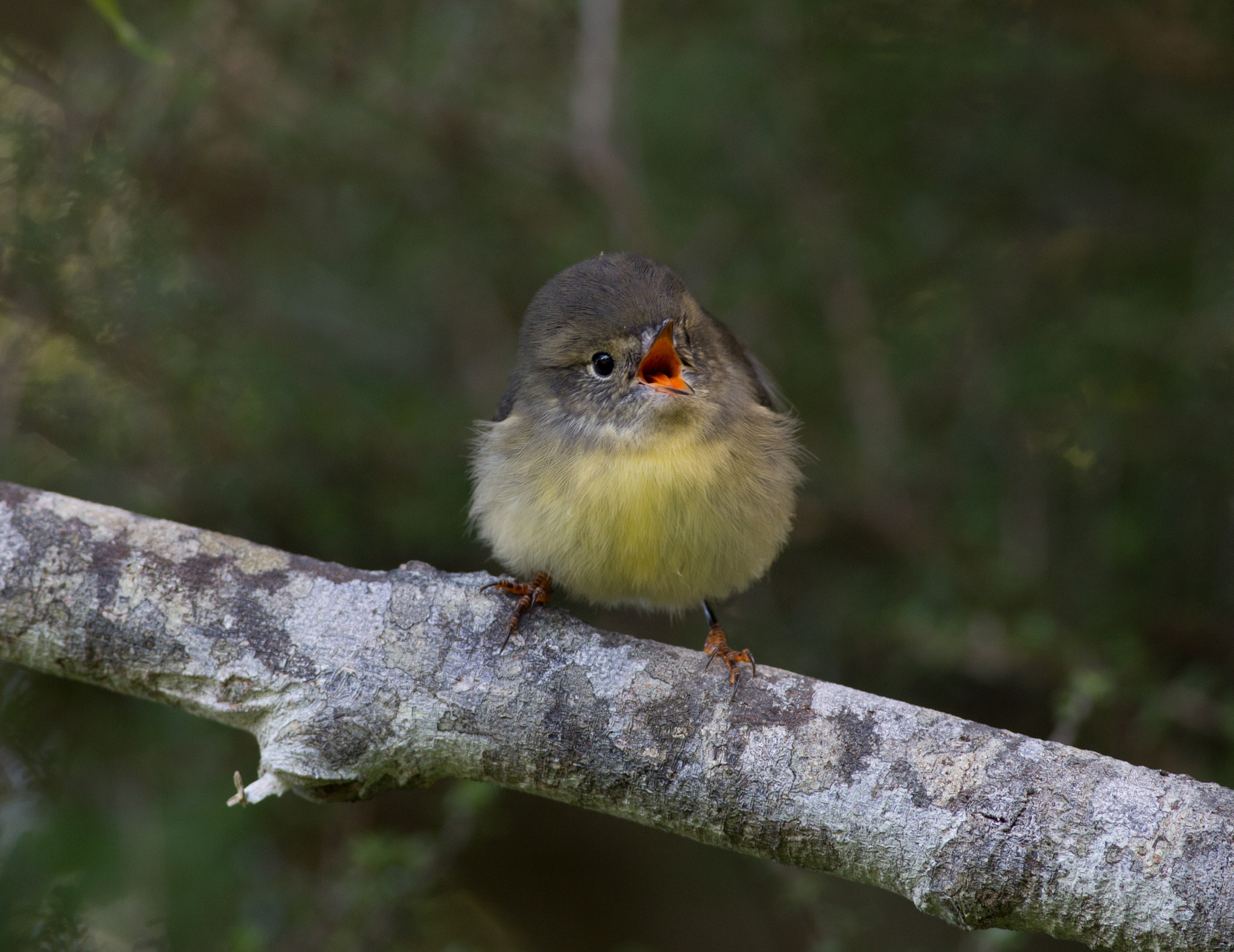 Canon EOS 6D + Canon EF 400mm F5.6L USM sample photo. Tomtit singing photography