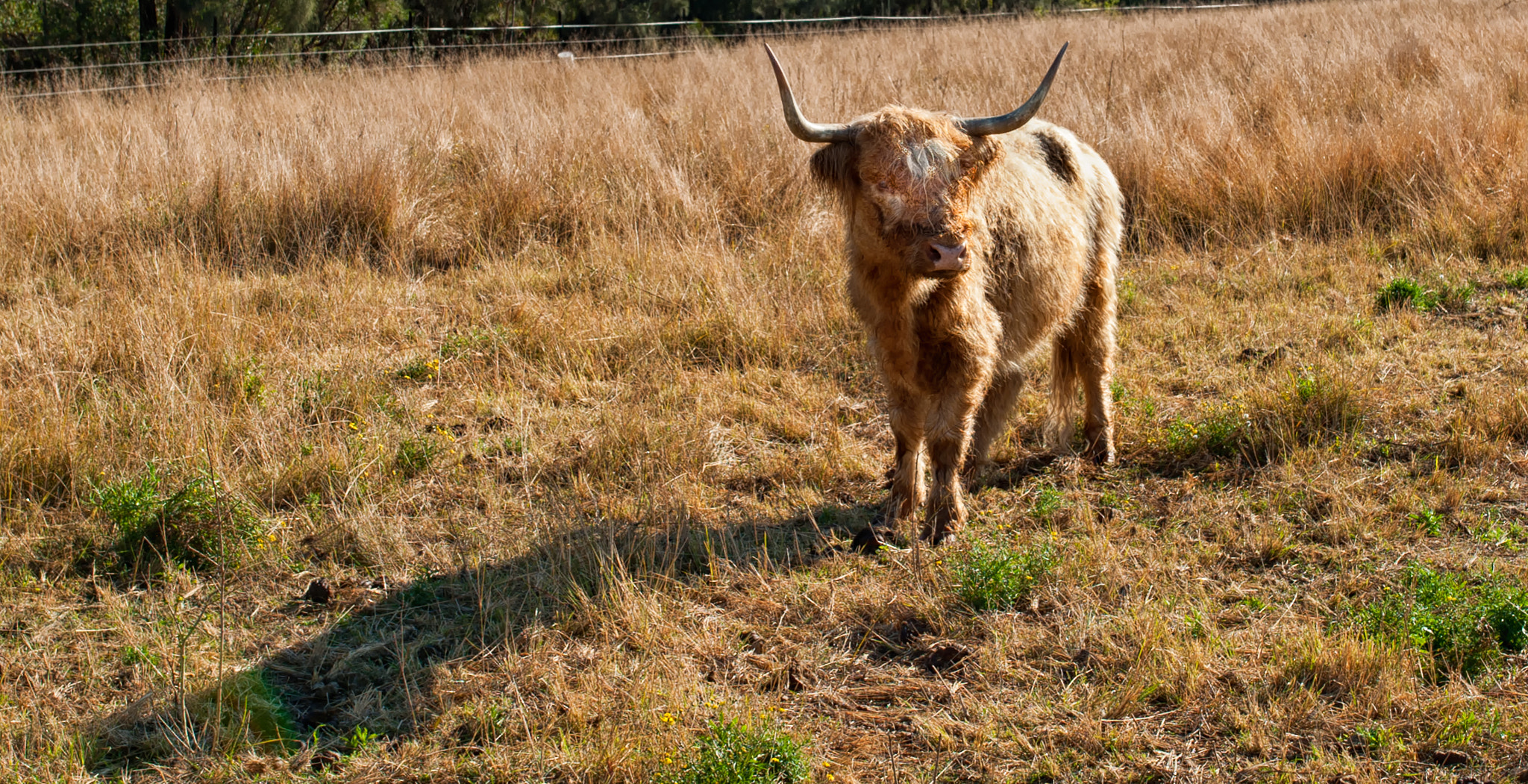 Nikon D700 + Sigma 35mm F1.4 DG HSM Art sample photo. Highland cow photography