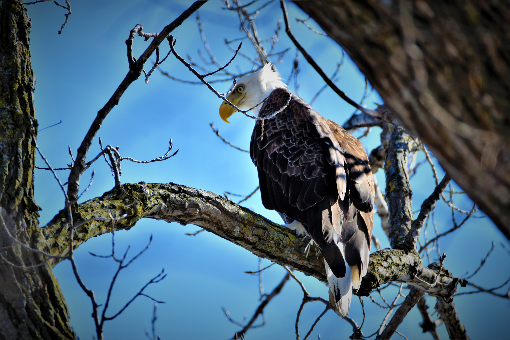 Nikon D5500 sample photo. Freedom photography