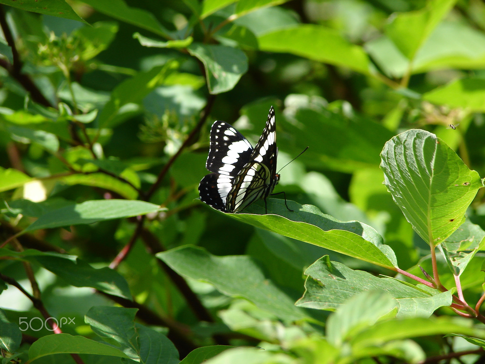 Sony DSC-H1 sample photo. Black and white butterfly photography