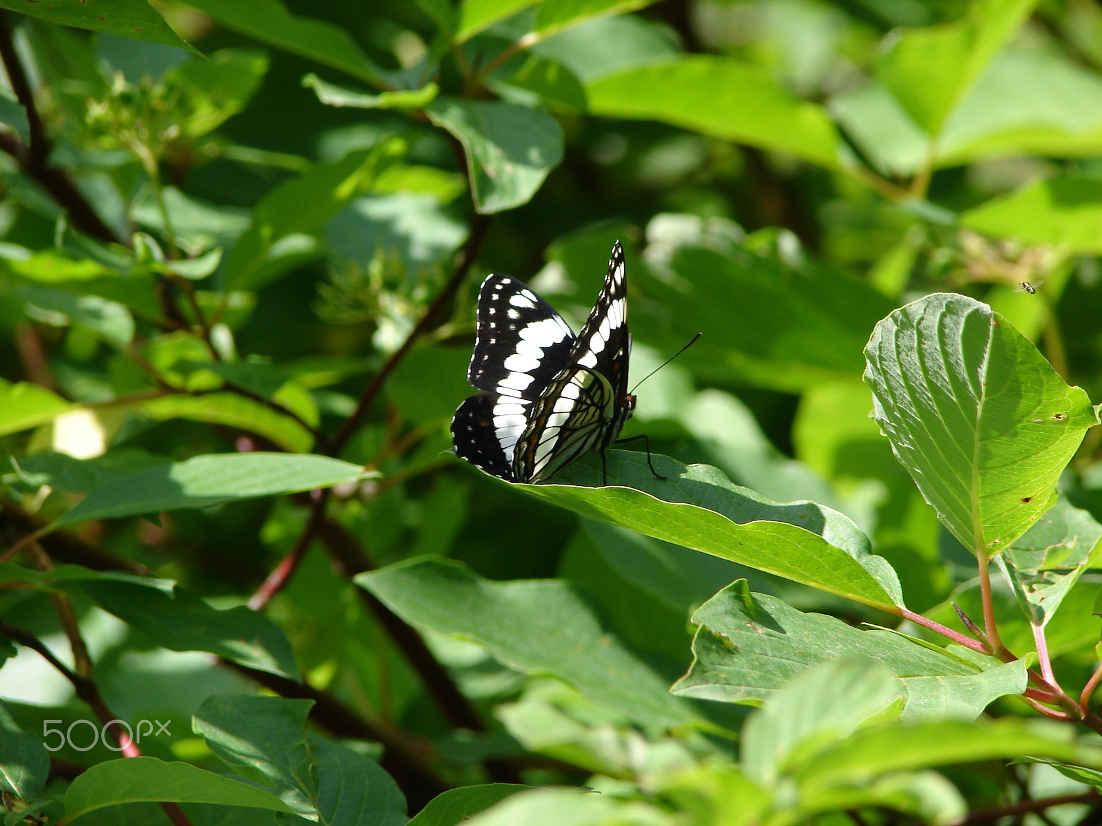 Sony DSC-H1 sample photo. Black and white butterfly photography
