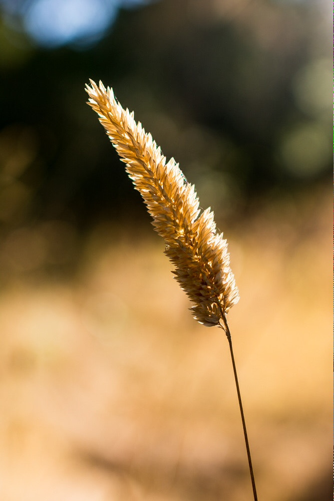 Nikon AF-S Nikkor 35mm F1.4G sample photo. Weed seed photography