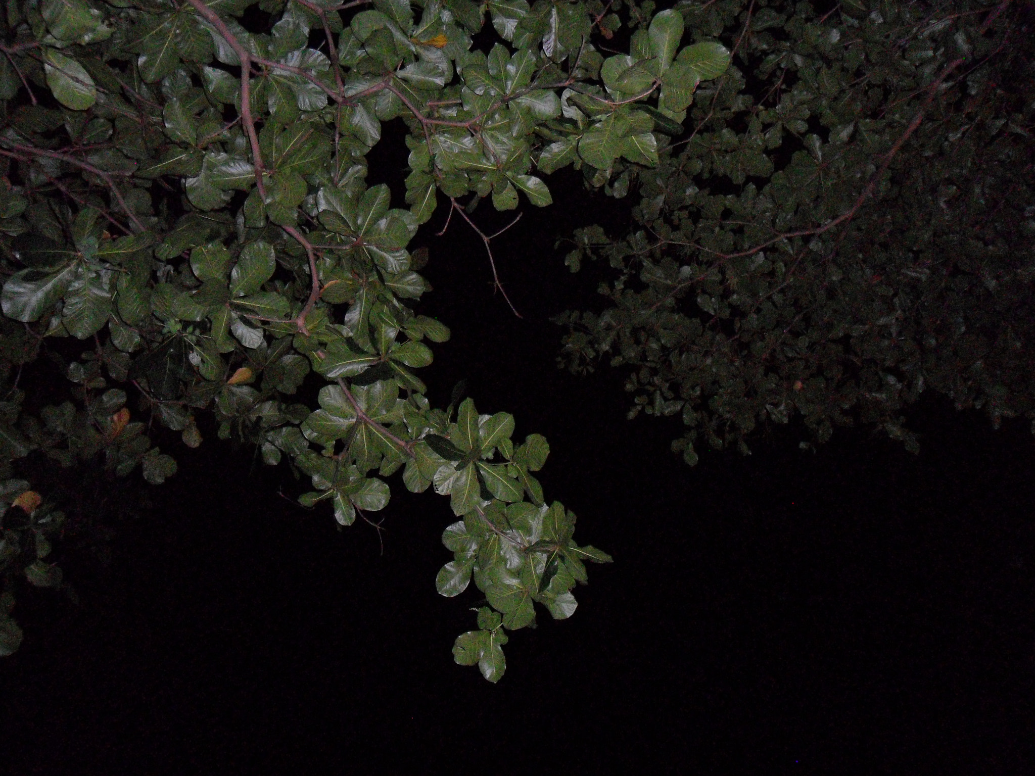 Samsung ES73 / VLUU ES73 /  SL605 sample photo. In the moonlight photography