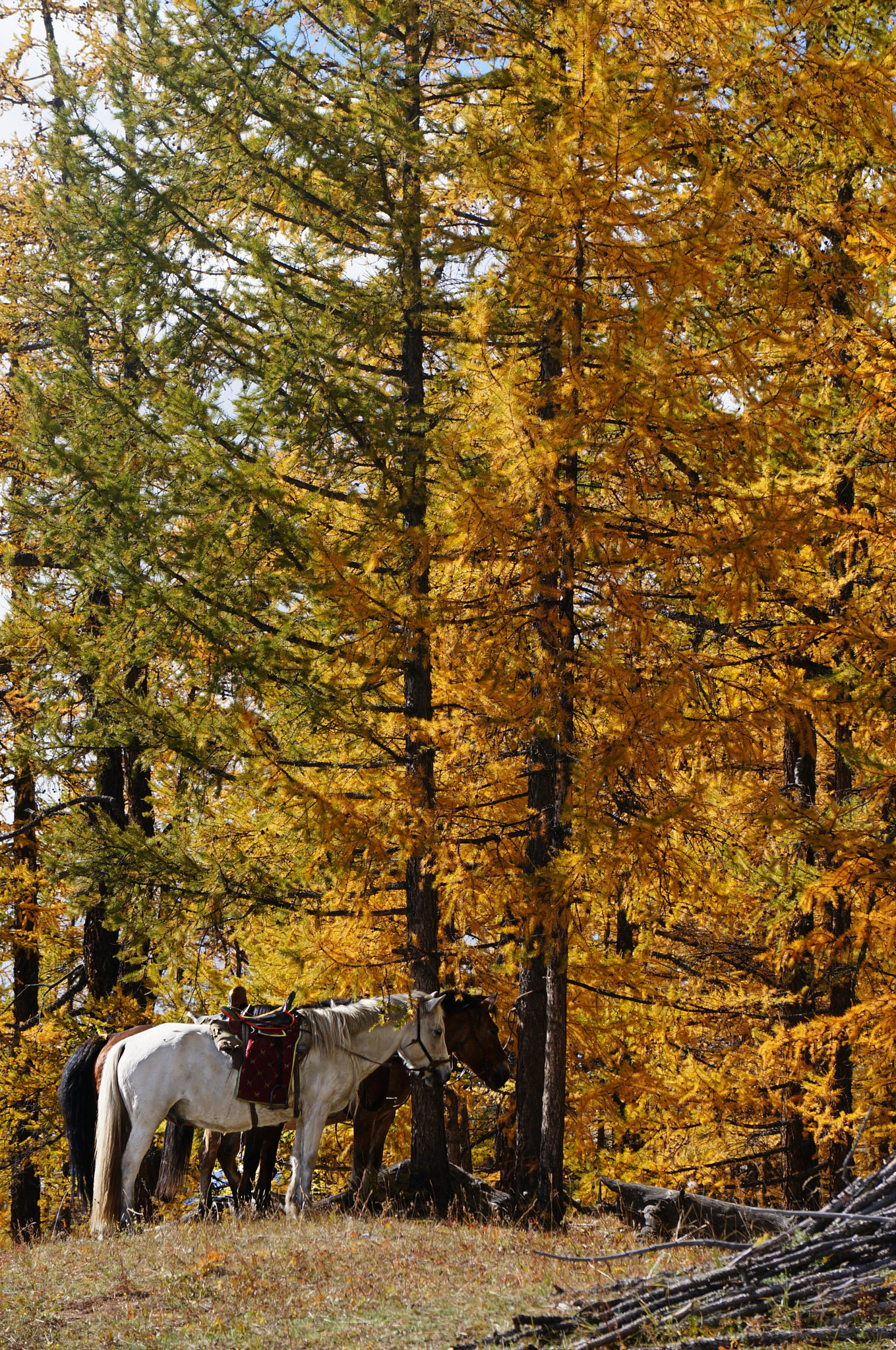 Sony Alpha NEX-5T + Sony E 55-210mm F4.5-6.3 OSS sample photo. Horseriding photography