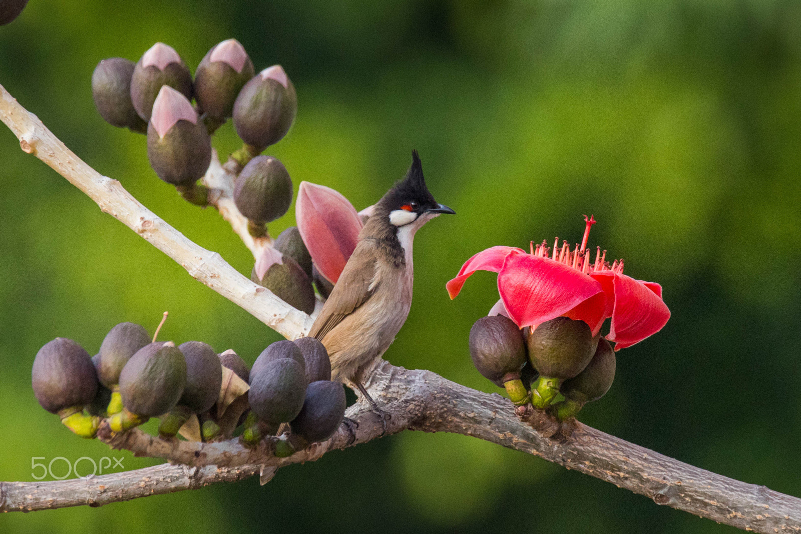 Sigma 150-600mm F5-6.3 DG OS HSM | C sample photo. Kopak&bird photography