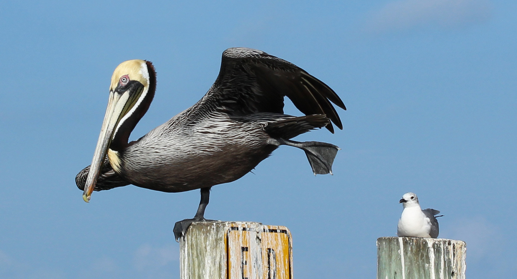 Canon EOS 100D (EOS Rebel SL1 / EOS Kiss X7) sample photo. Pelican ballet photography