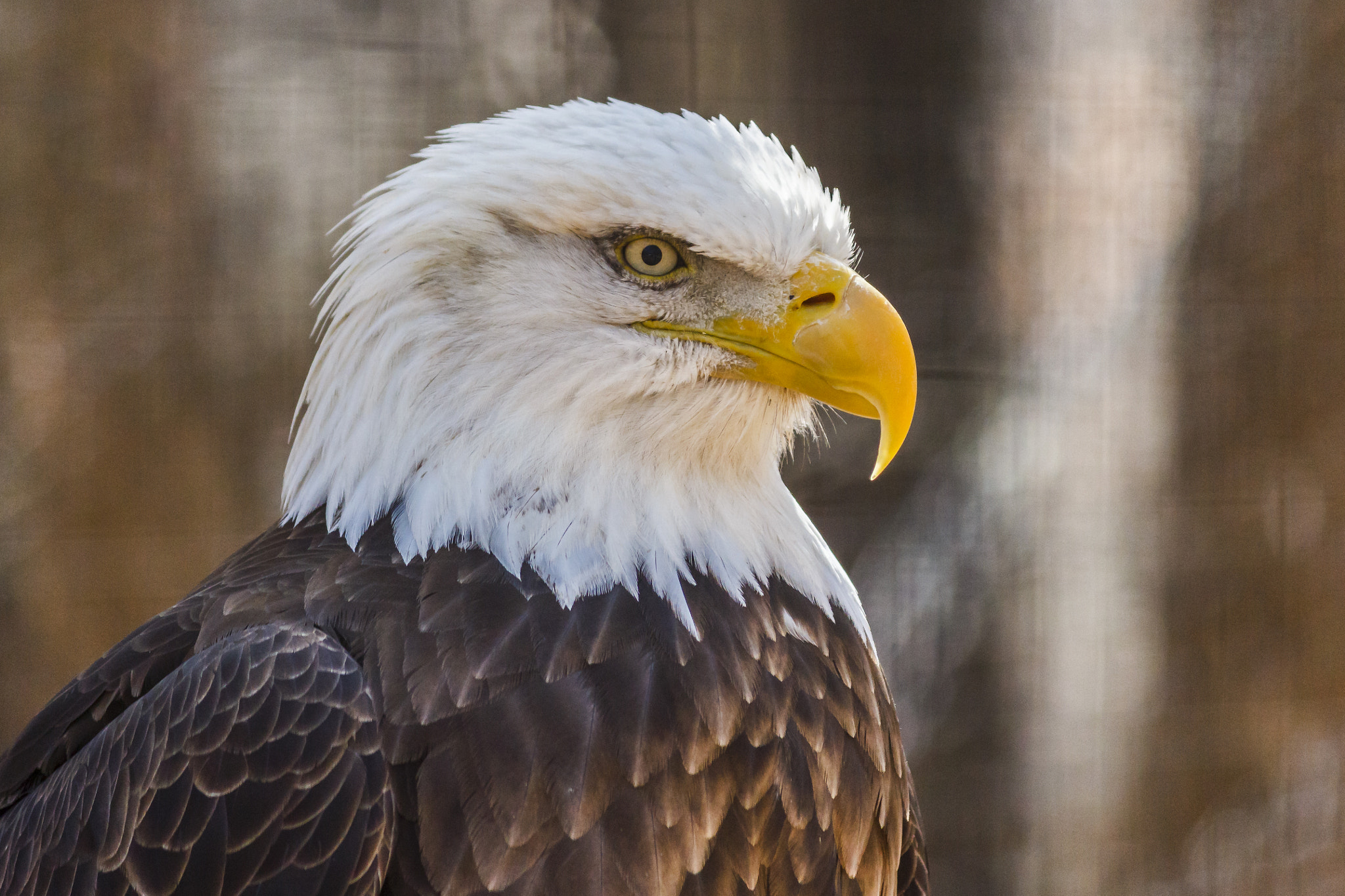 Canon EOS 550D (EOS Rebel T2i / EOS Kiss X4) sample photo. Retired bald eagle photography