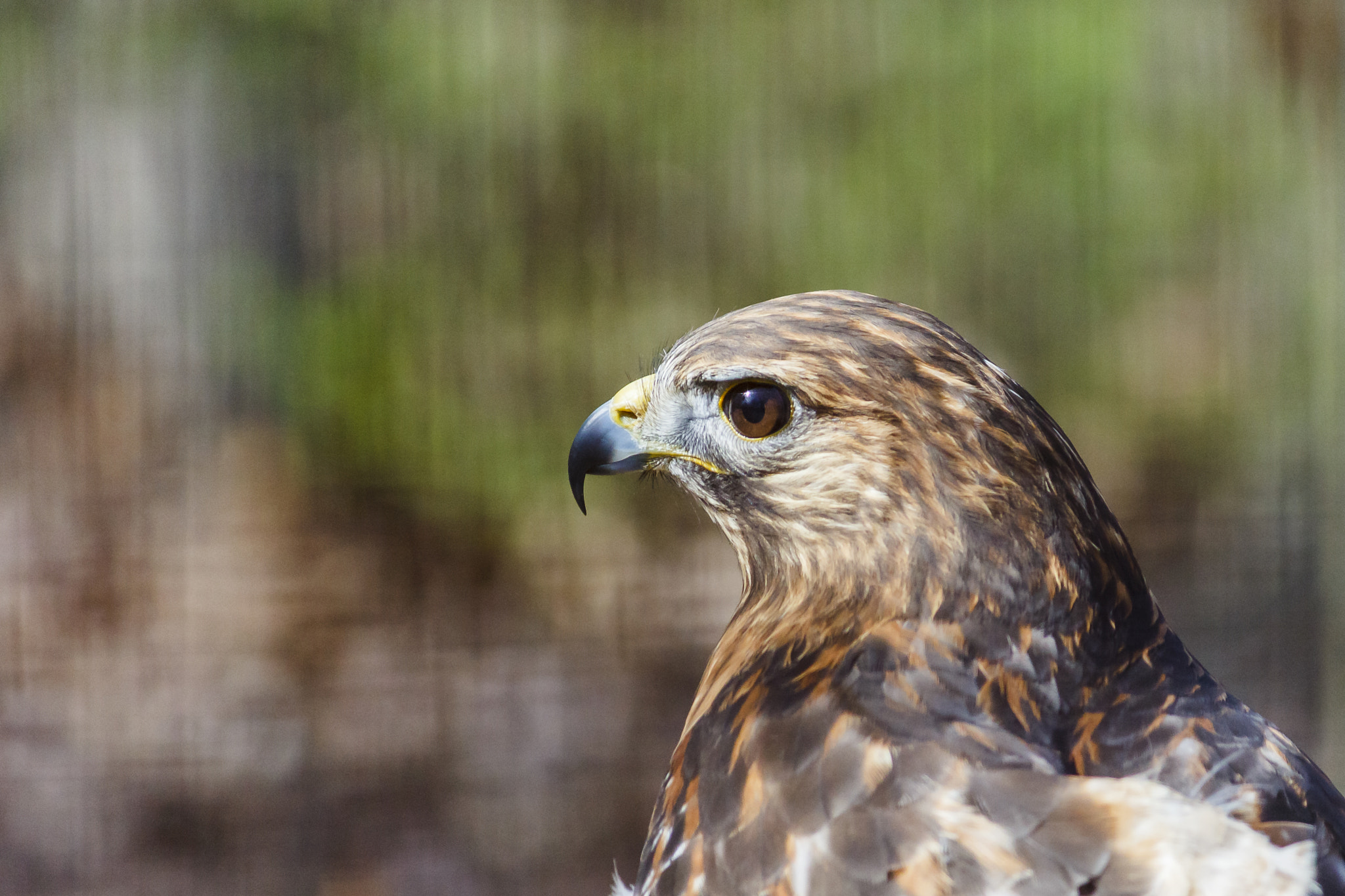 Canon EOS 550D (EOS Rebel T2i / EOS Kiss X4) sample photo. Red tailed hawk photography