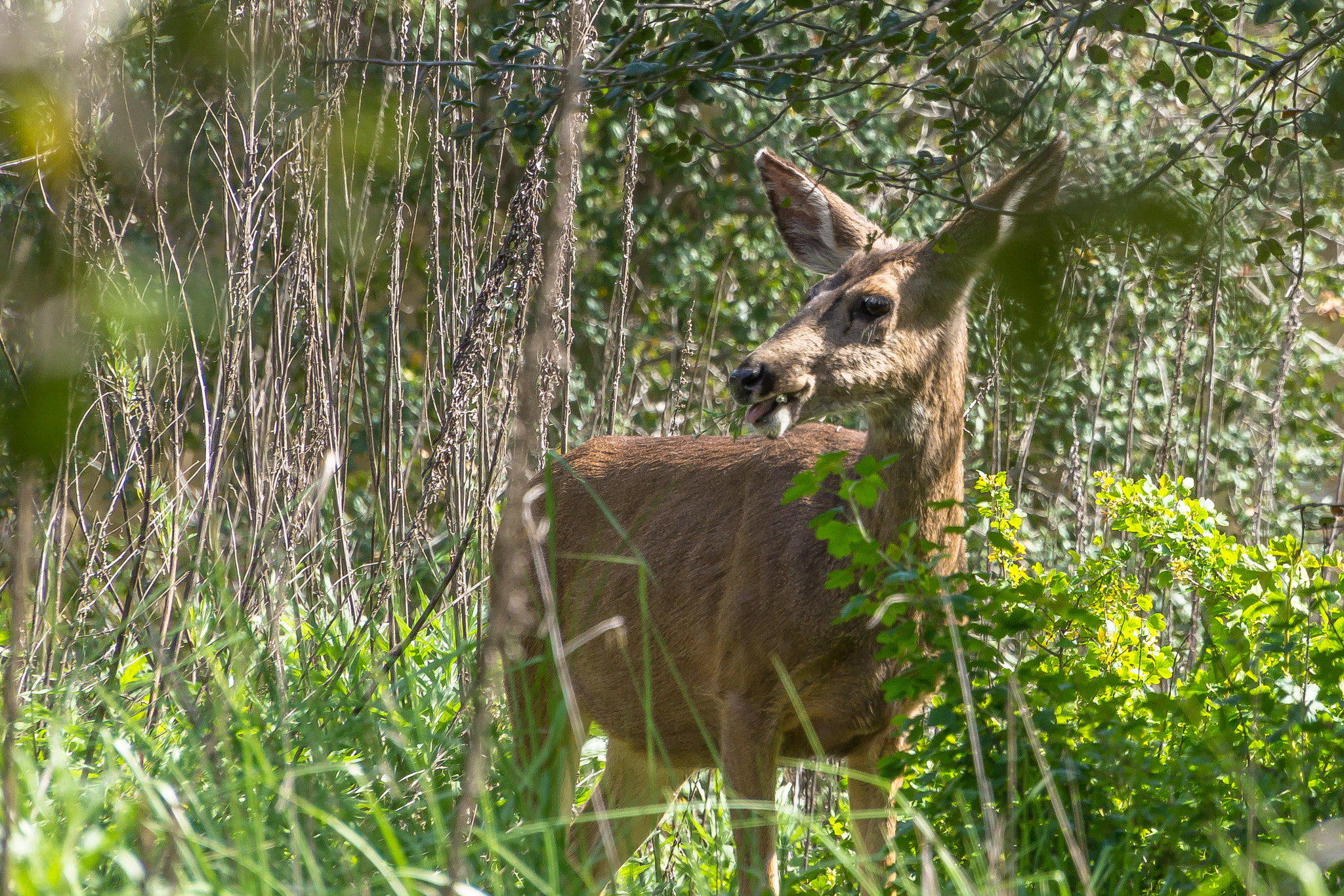 Sony Alpha NEX-7 sample photo. I'm a vegetarian photography