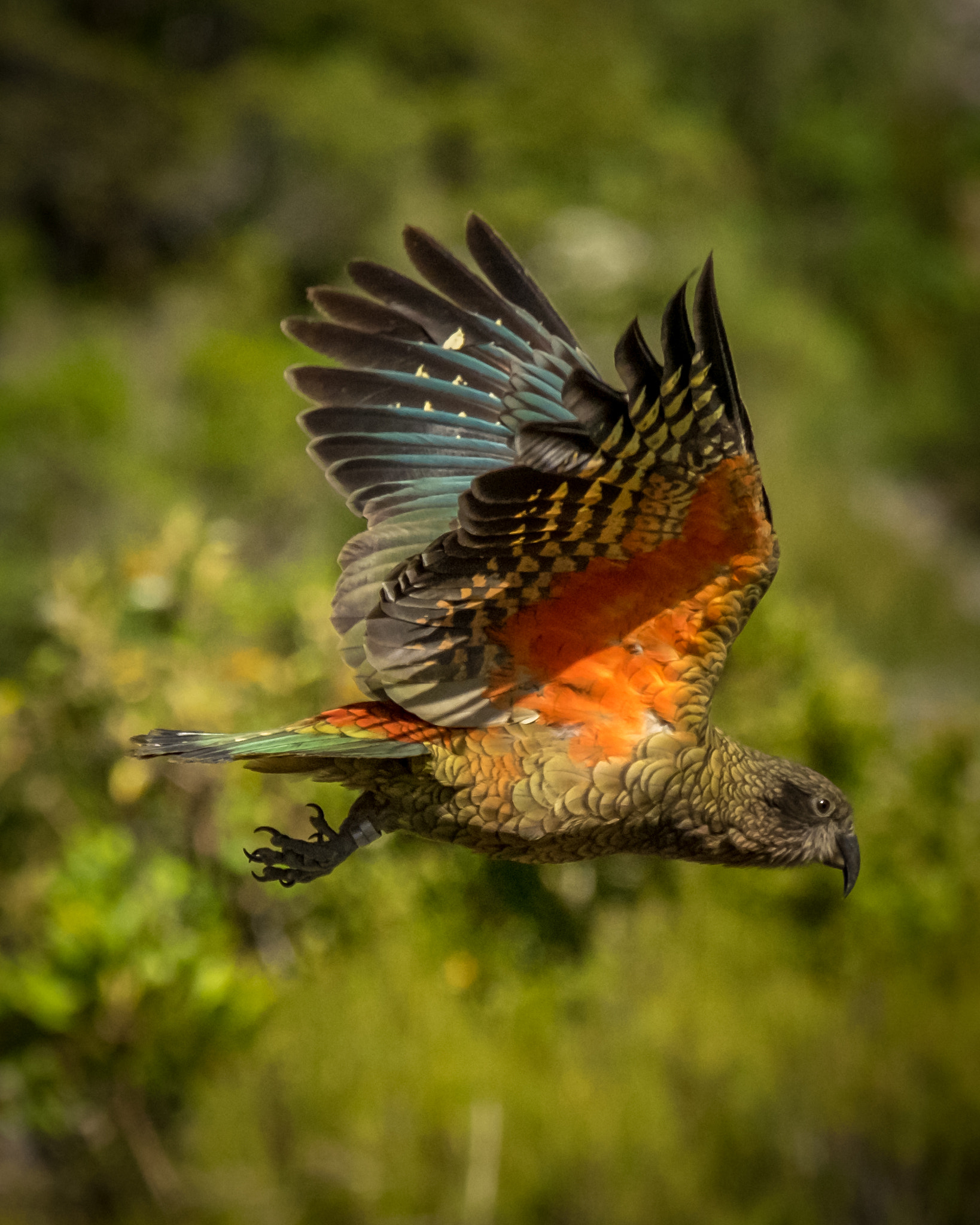 Fujifilm X-T1 + Fujifilm XC 50-230mm F4.5-6.7 OIS sample photo. Kea in flight photography