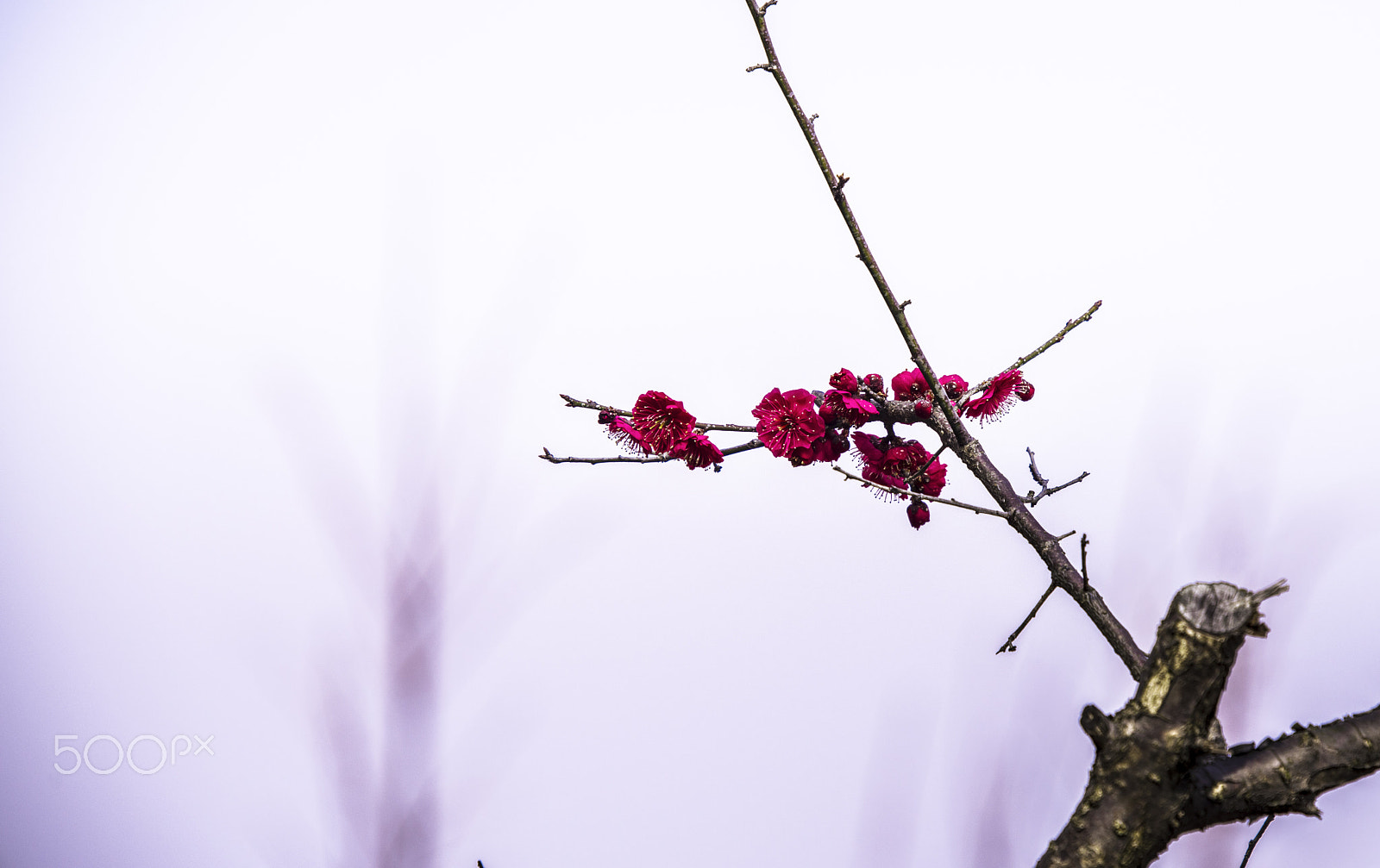 Pentax K-1 + Sigma sample photo. A branch that bloomed red spring photography