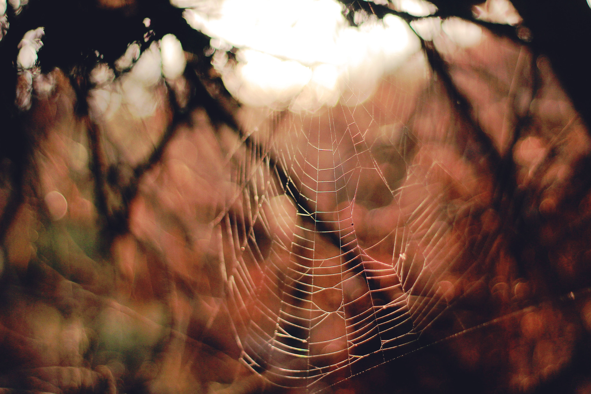 Canon EF 50mm F1.8 II sample photo. Catch me photography