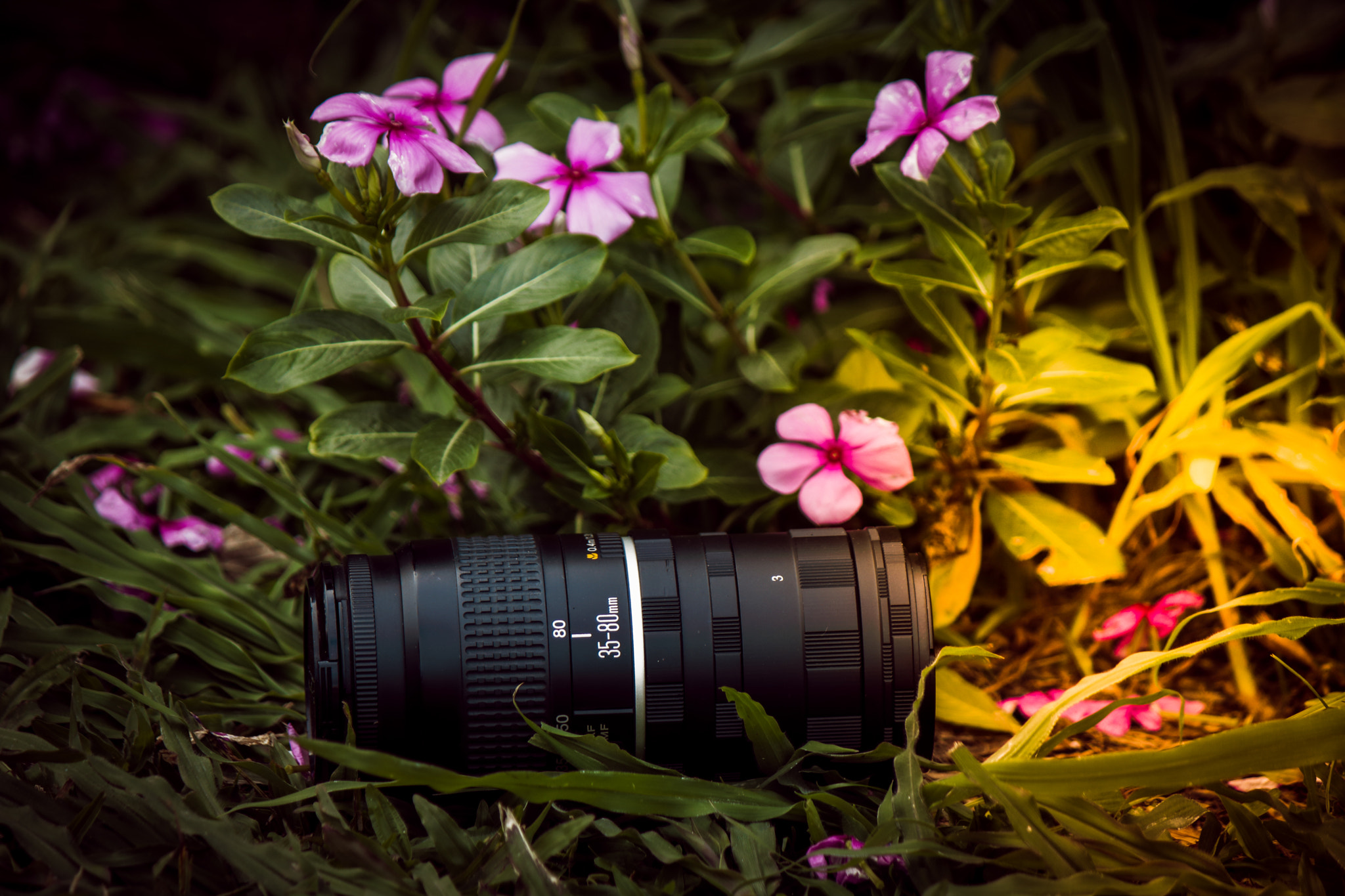 Canon EF-S 55-250mm F4-5.6 IS sample photo. Budget macro photography photography