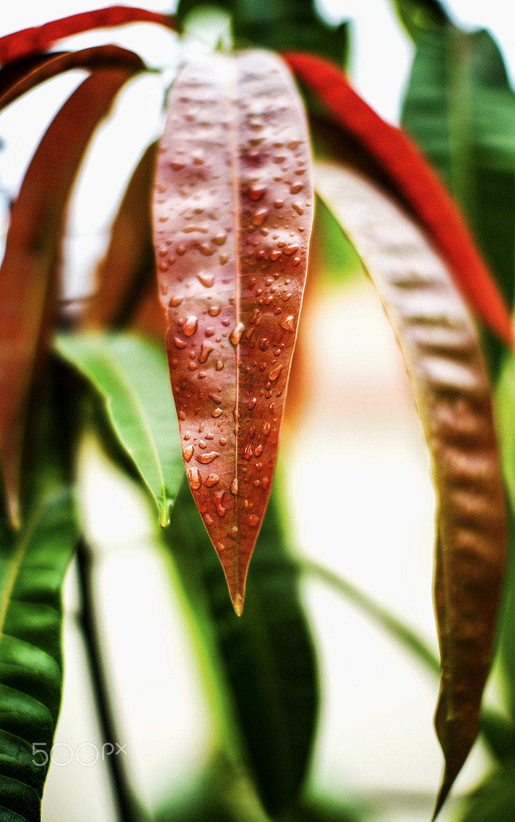 Canon EOS 5DS + Canon EF 50mm F1.2L USM sample photo. Rainy day photography